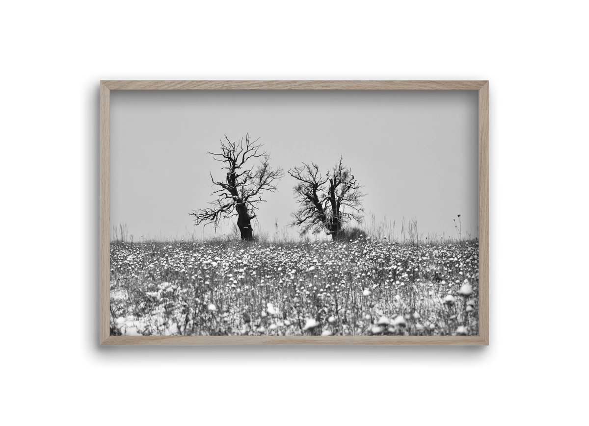 Old oak couple, 30x20 cm (30x20 cm), Tölgy keret