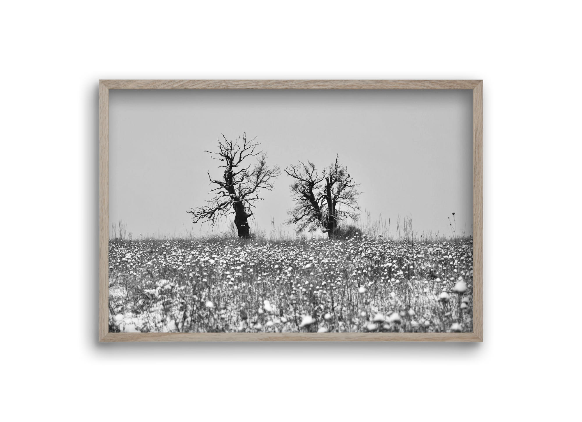 Old oak couple, 30x20 cm (30x20 cm), Tölgy keret