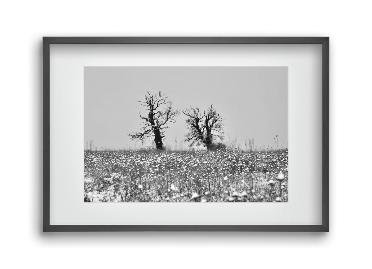 Old oak couple, 45x30 cm (30x20 cm), Fekete keret, paszpartuval