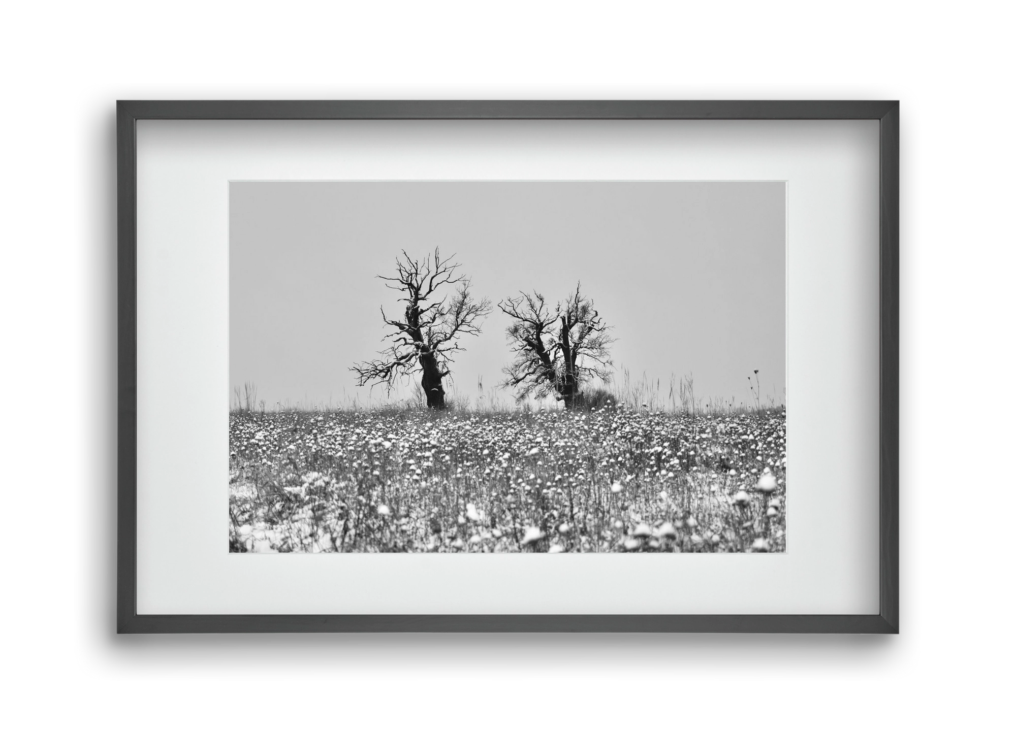 Old oak couple, 45x30 cm (30x20 cm), Fekete keret, paszpartuval