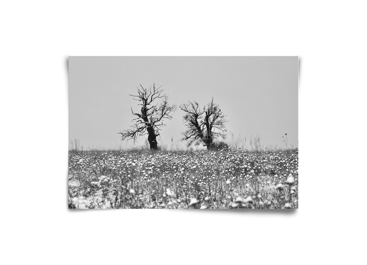 Old oak couple, 30x20 cm, Keret nélkül
