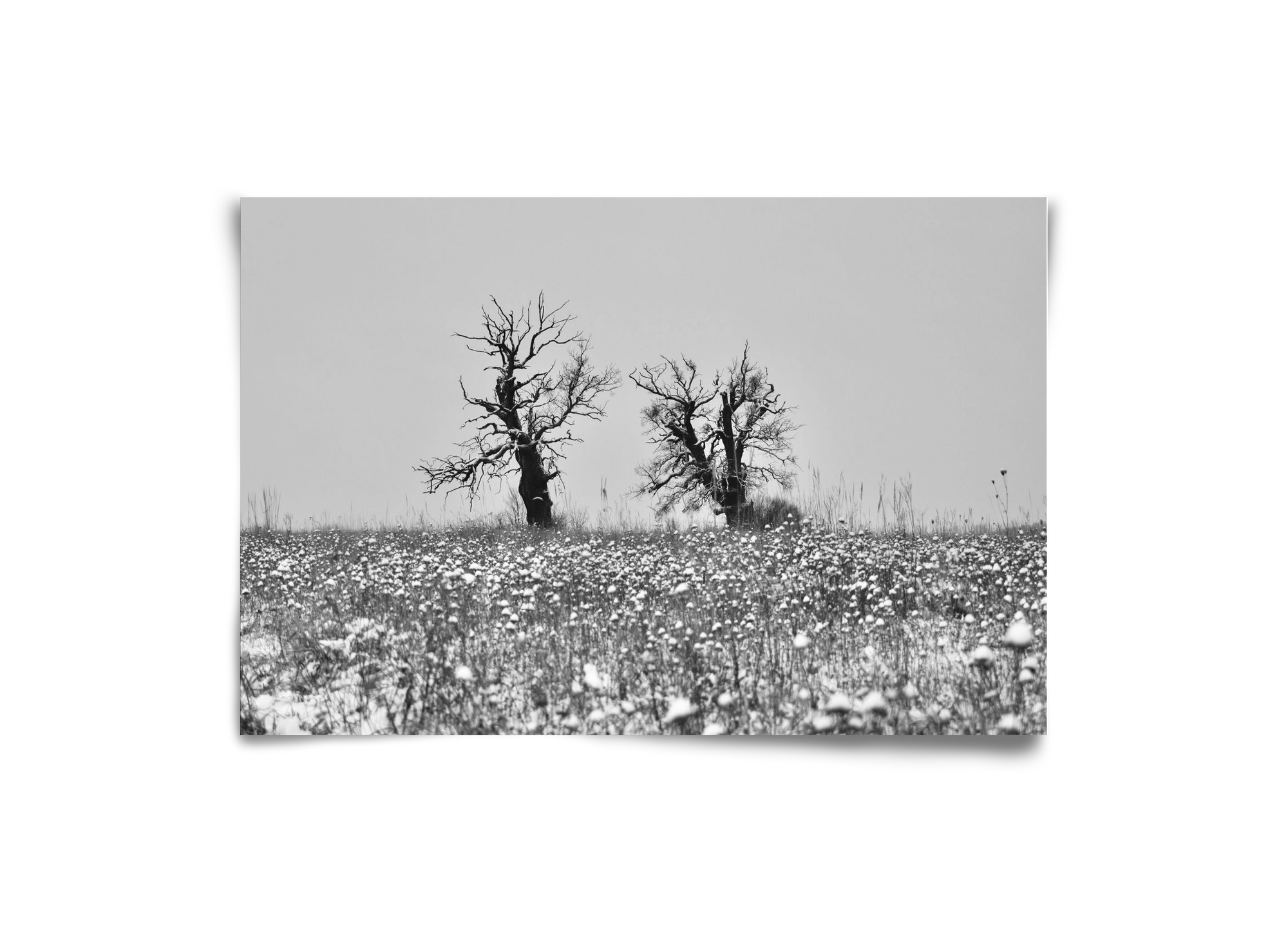 Old oak couple, 30x20 cm, Keret nélkül