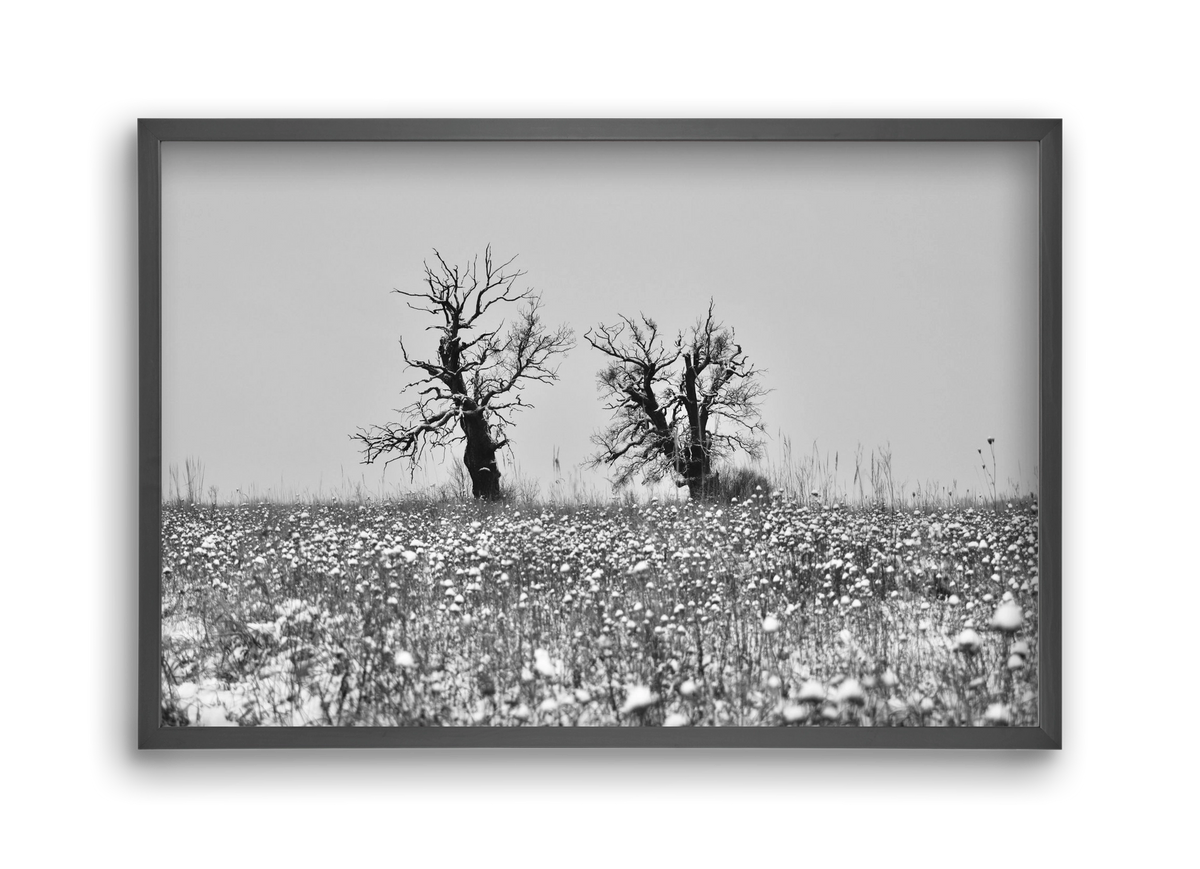 Old oak couple, 45x30 cm (45x30 cm), Fekete keret