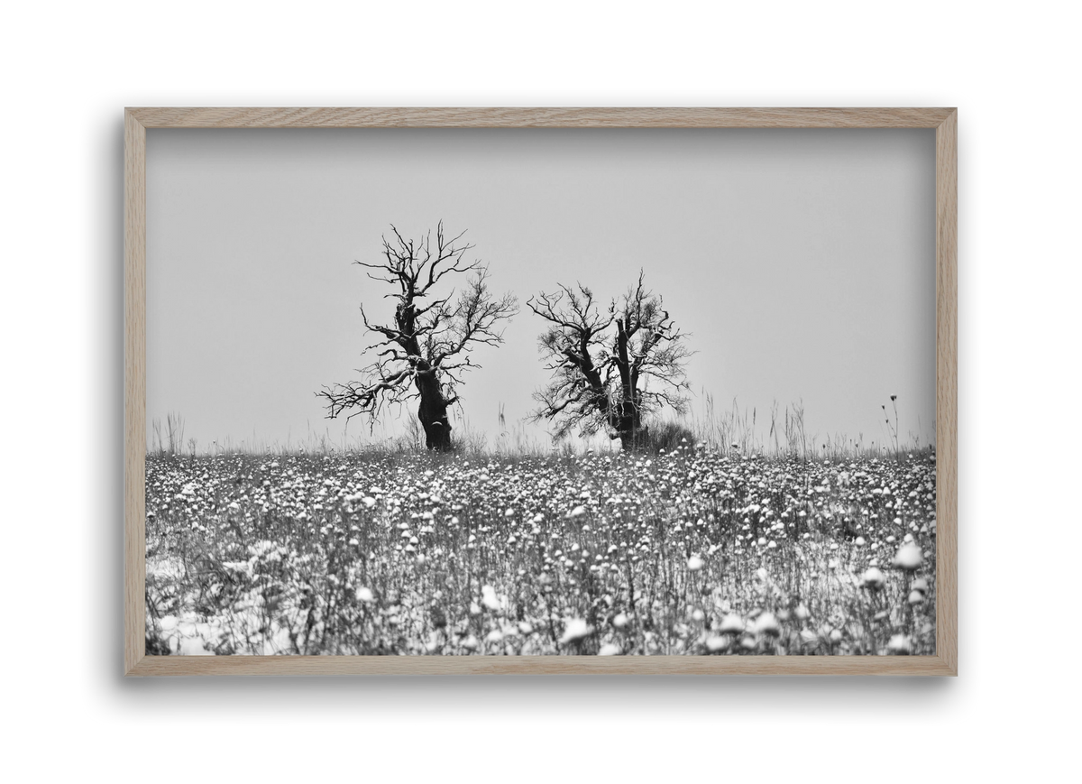 Old oak couple, 45x30 cm (45x30 cm), Tölgy keret