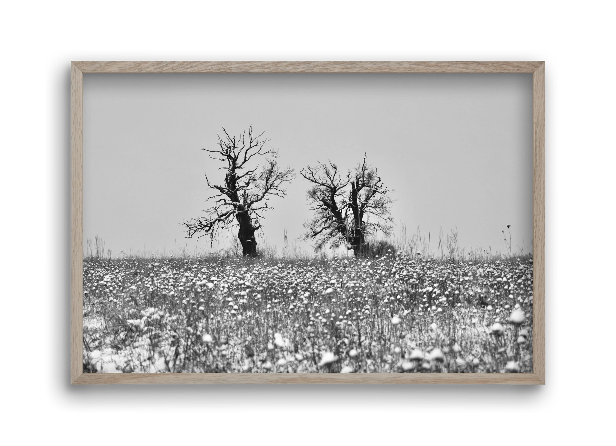 Old oak couple, 45x30 cm (45x30 cm), Tölgy keret