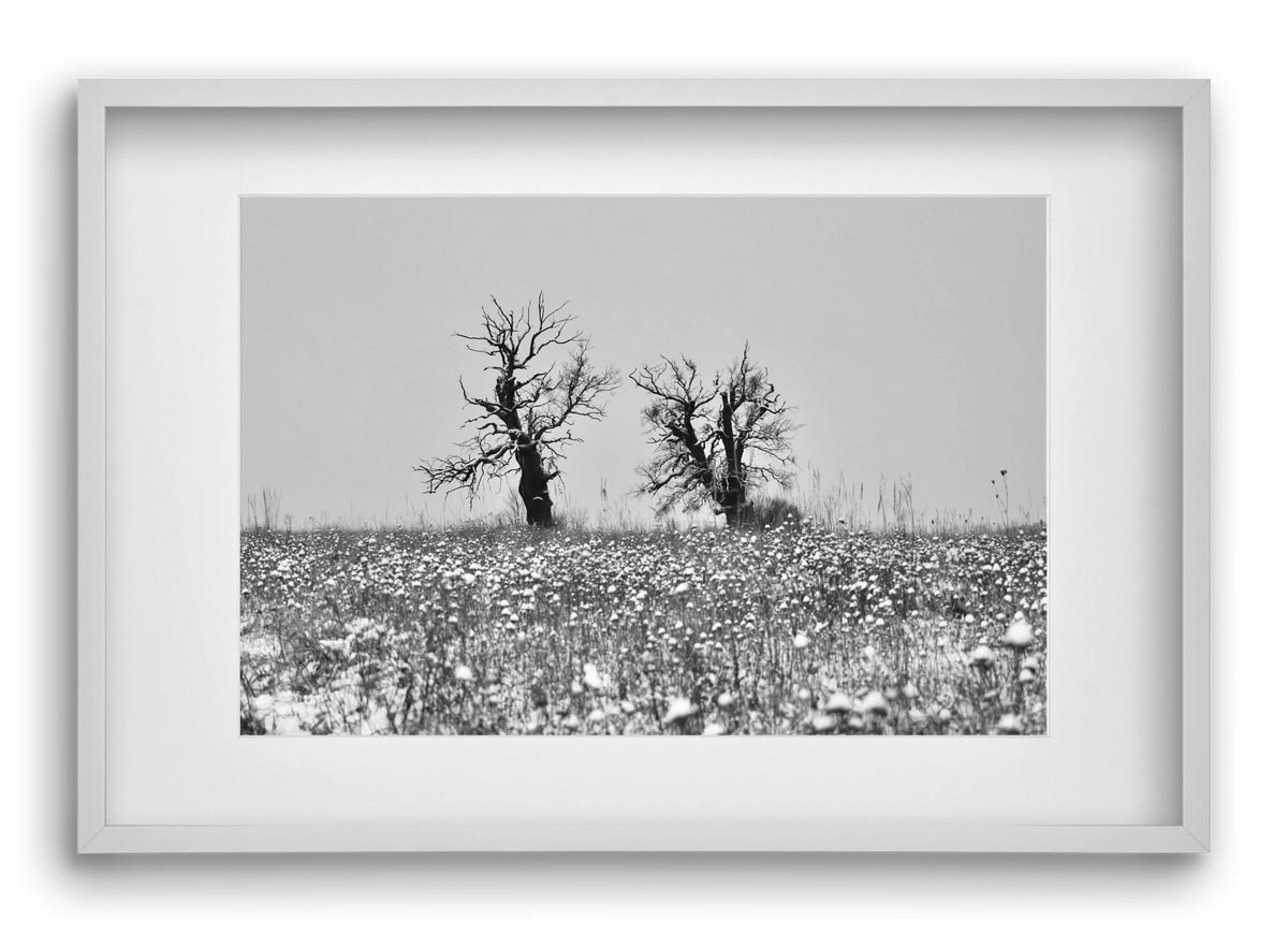 Old oak couple, 60x40 cm (45x30 cm), Fehér keret, paszpartuval