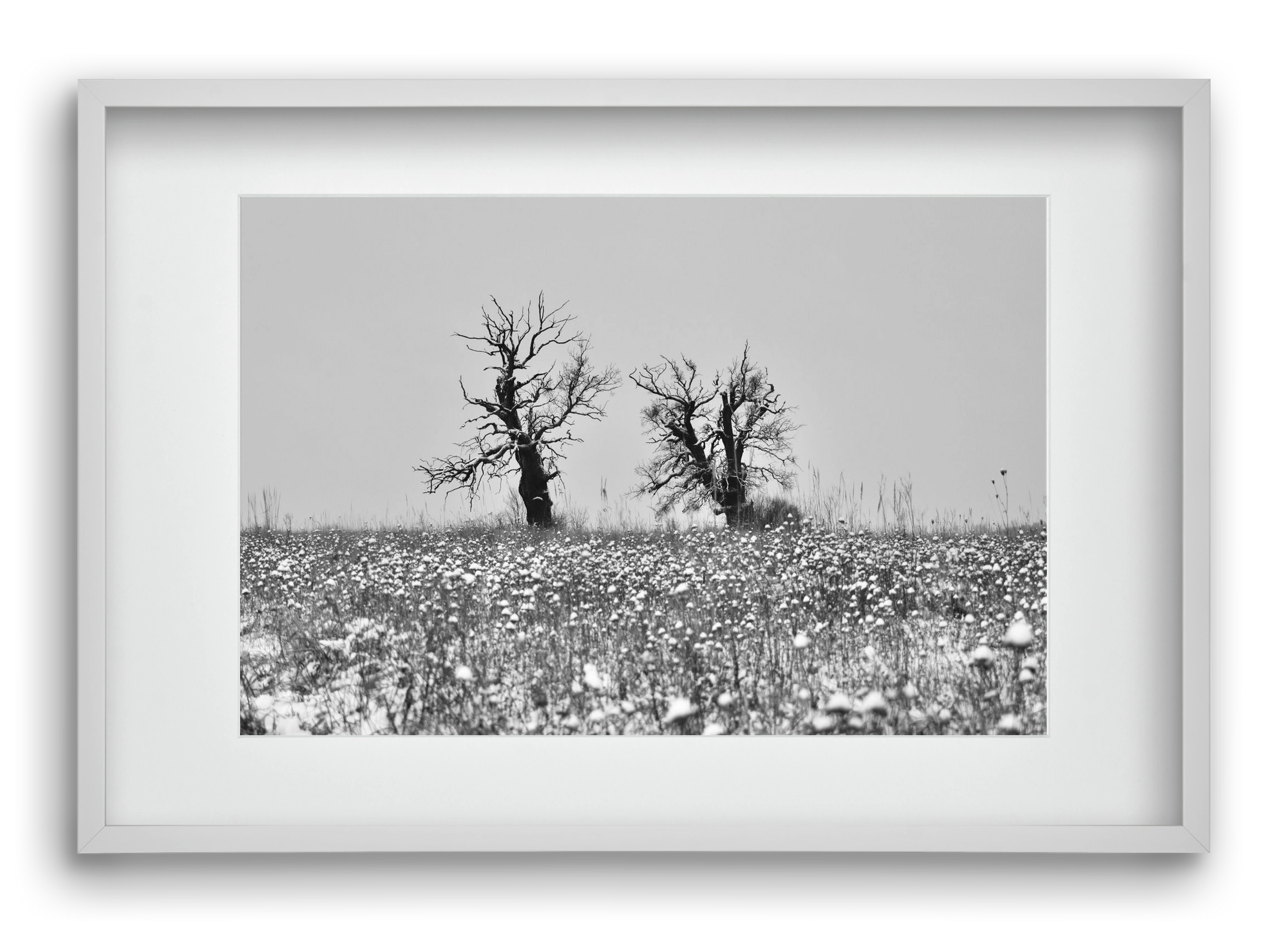 Old oak couple, 60x40 cm (45x30 cm), Fehér keret, paszpartuval
