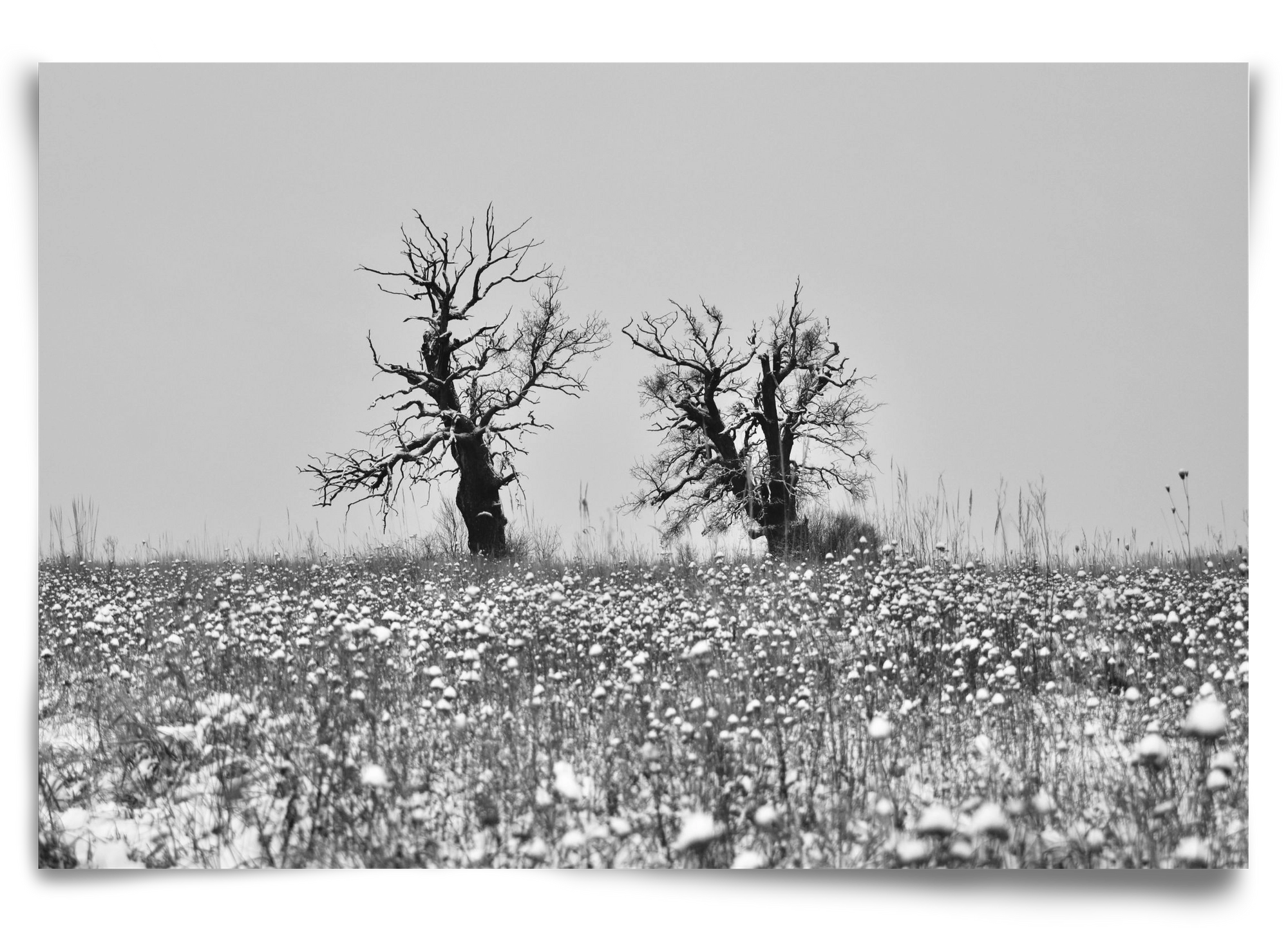 Old oak couple, 90x60 cm, Keret nélkül