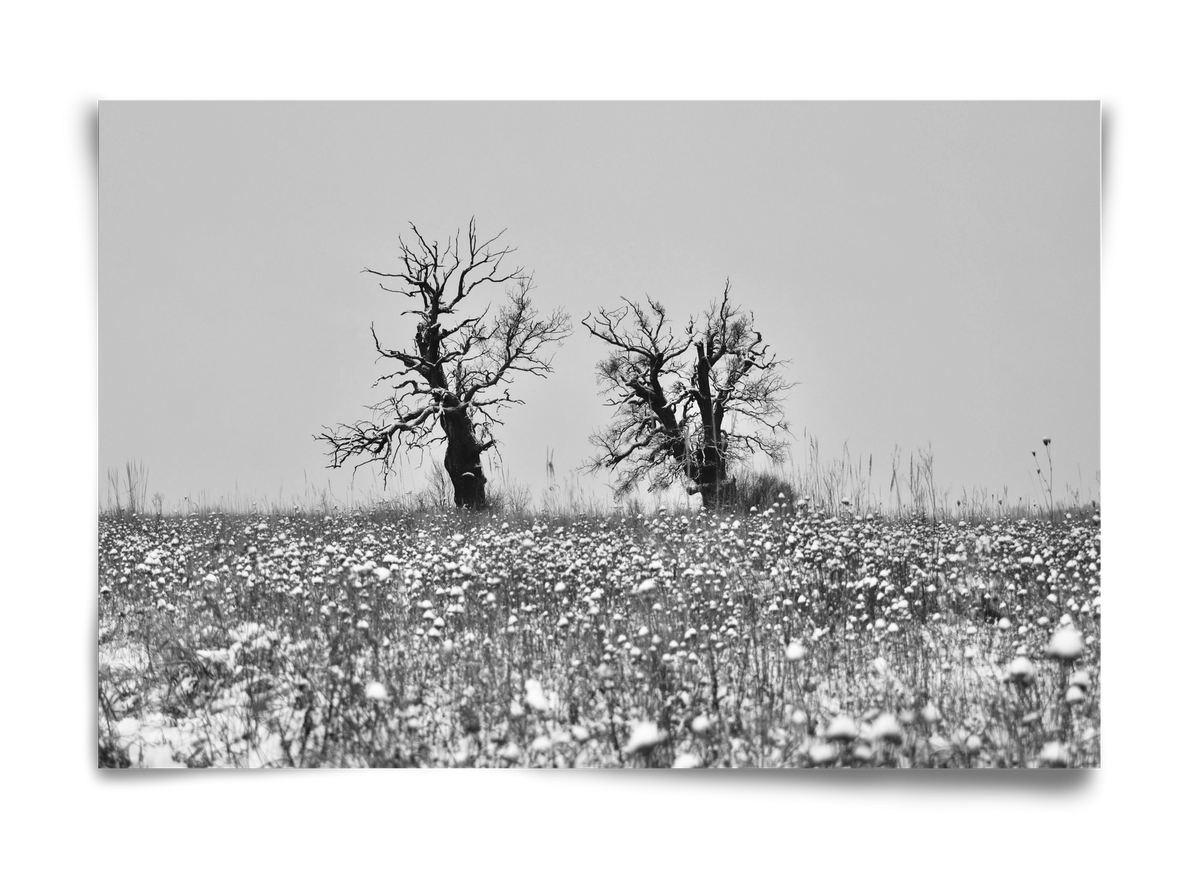 Old oak couple, 60x40 cm, Keret nélkül