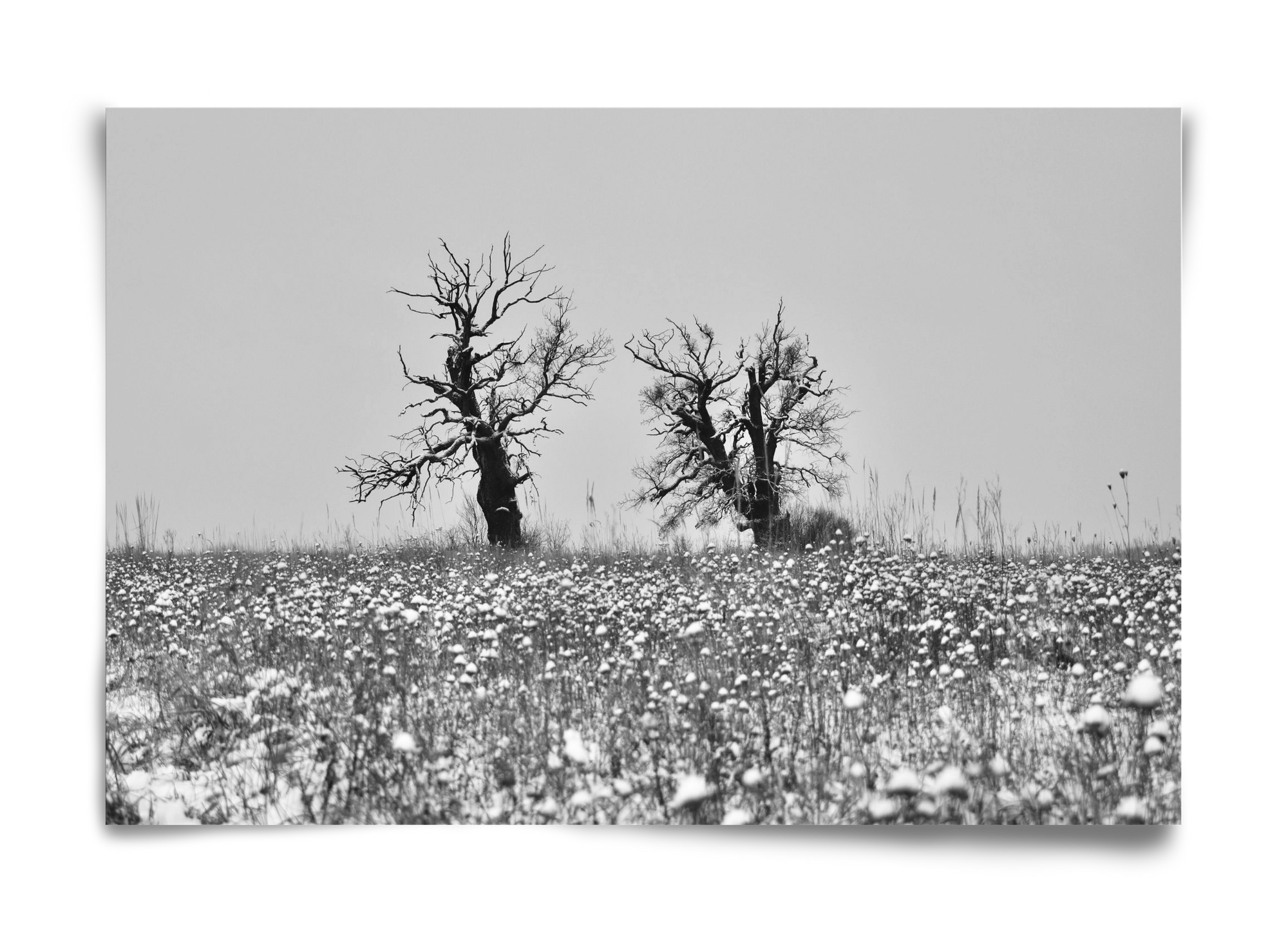 Old oak couple, 60x40 cm, Keret nélkül