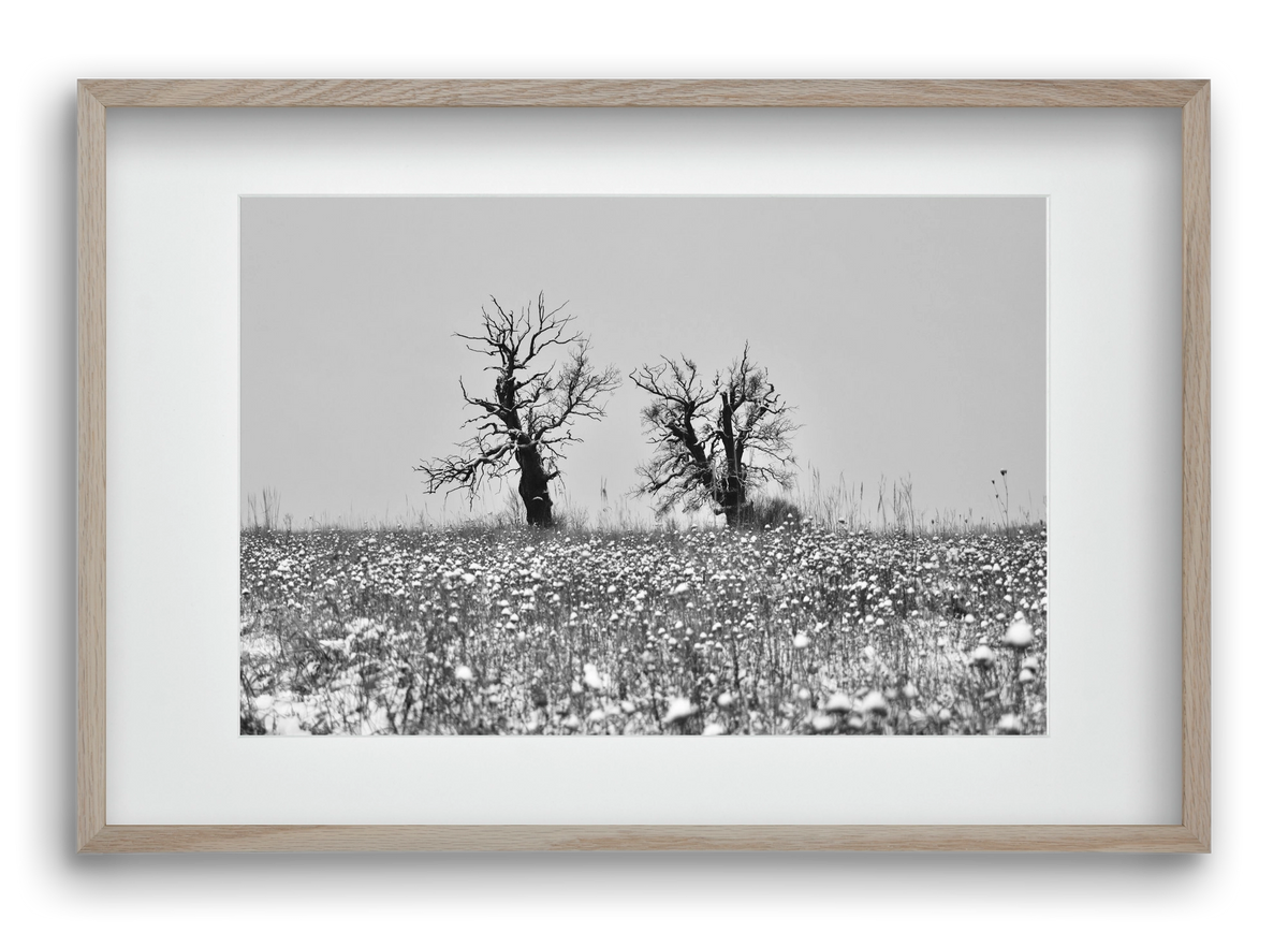 Old oak couple, 60x40 cm (45x30 cm), Tölgy keret, paszpartuval