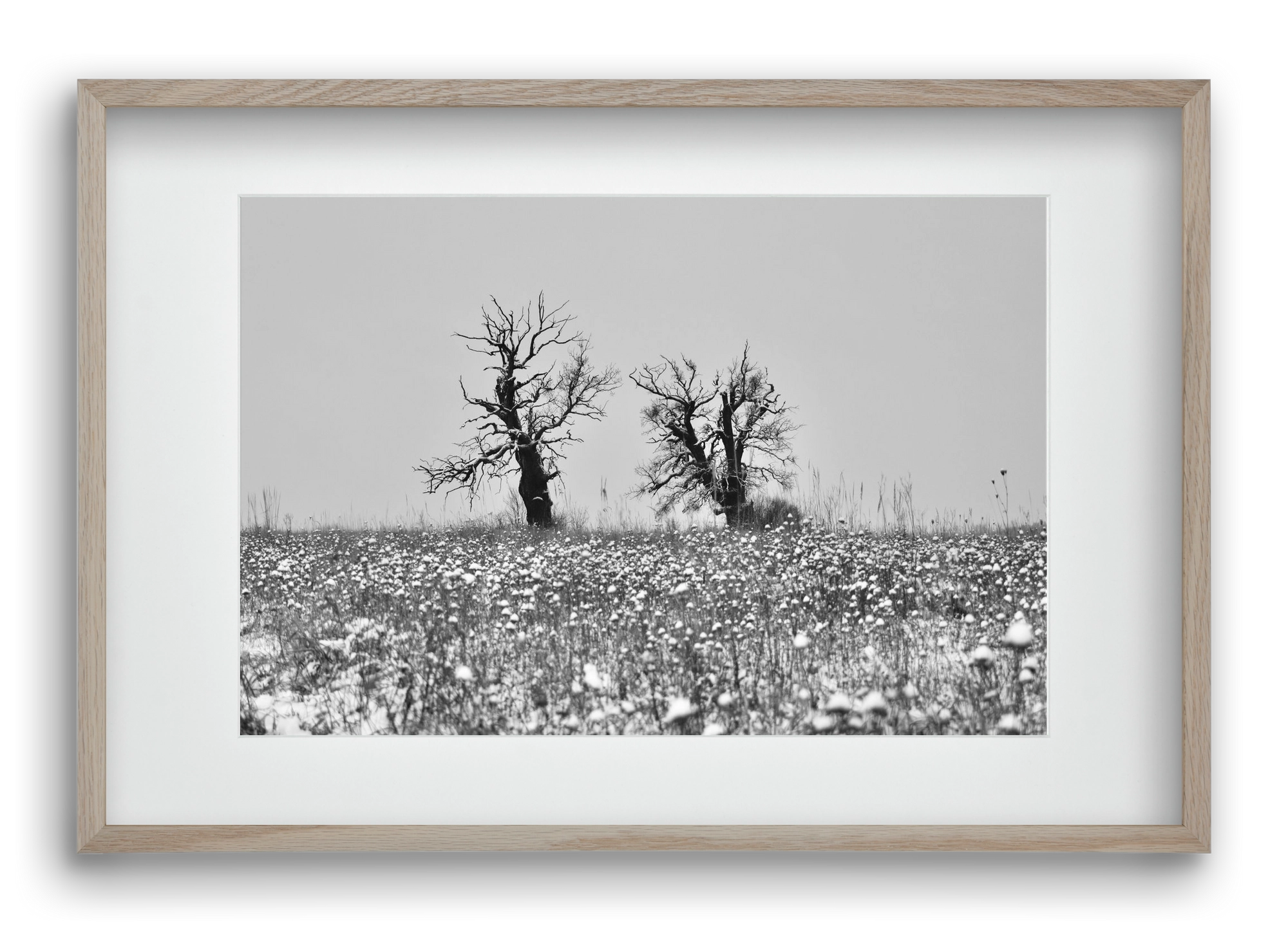 Old oak couple, 60x40 cm (45x30 cm), Tölgy keret, paszpartuval