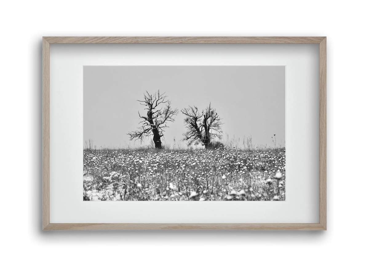 Old oak couple, 45x30 cm (30x20 cm), Tölgy keret, paszpartuval