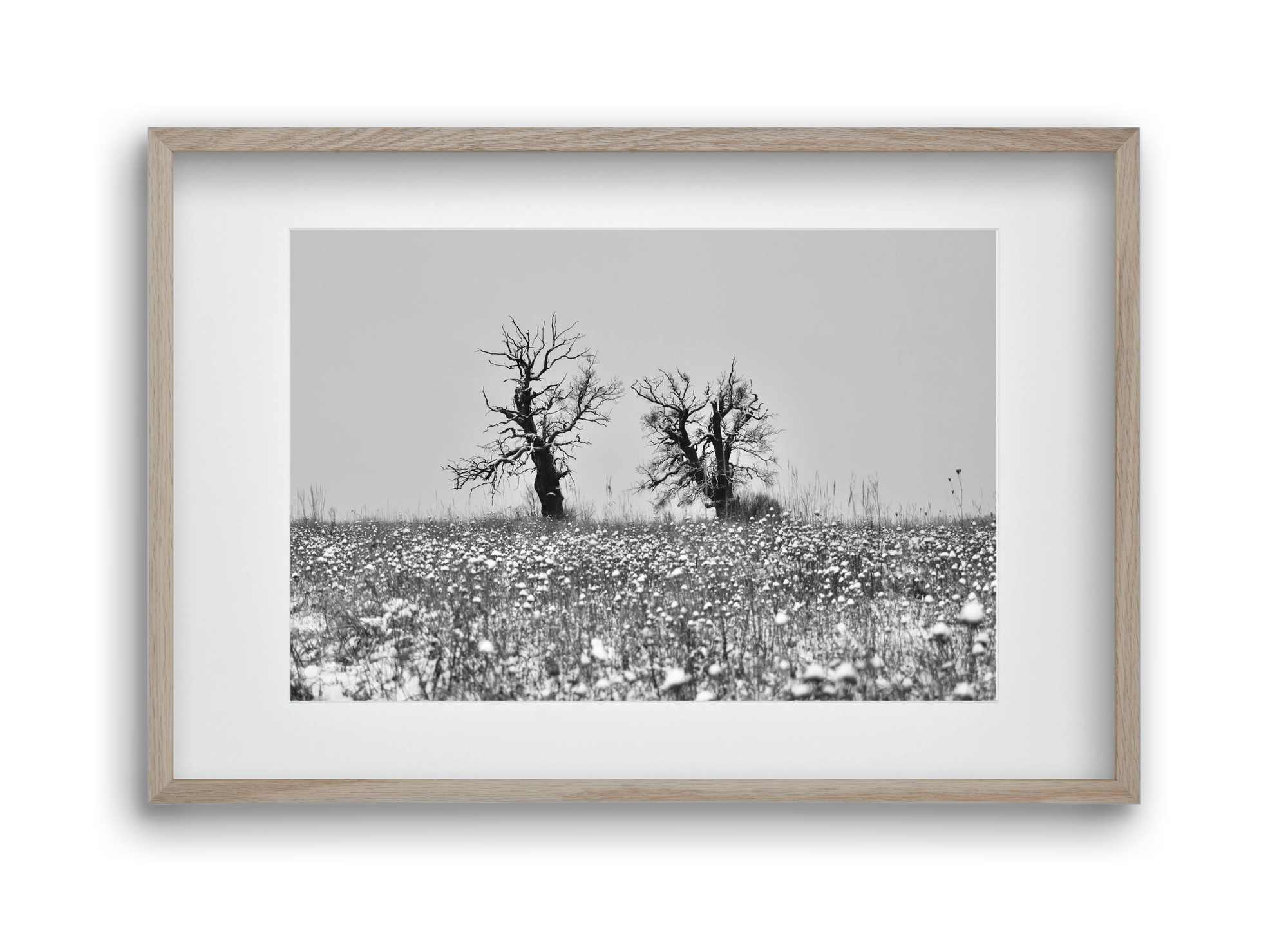 Old oak couple, 45x30 cm (30x20 cm), Tölgy keret, paszpartuval