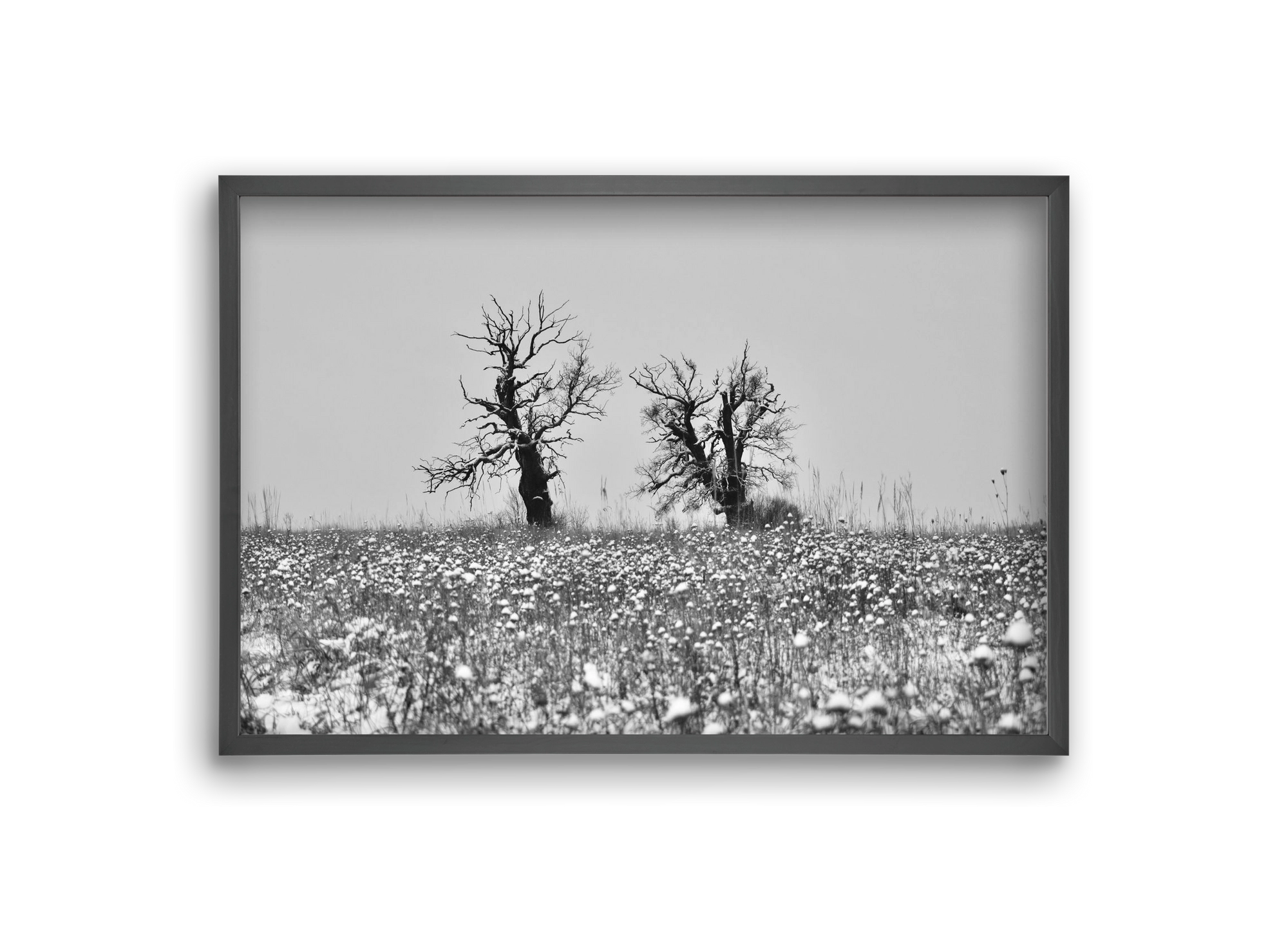 Old oak couple, 30x20 cm (30x20 cm), Fekete keret