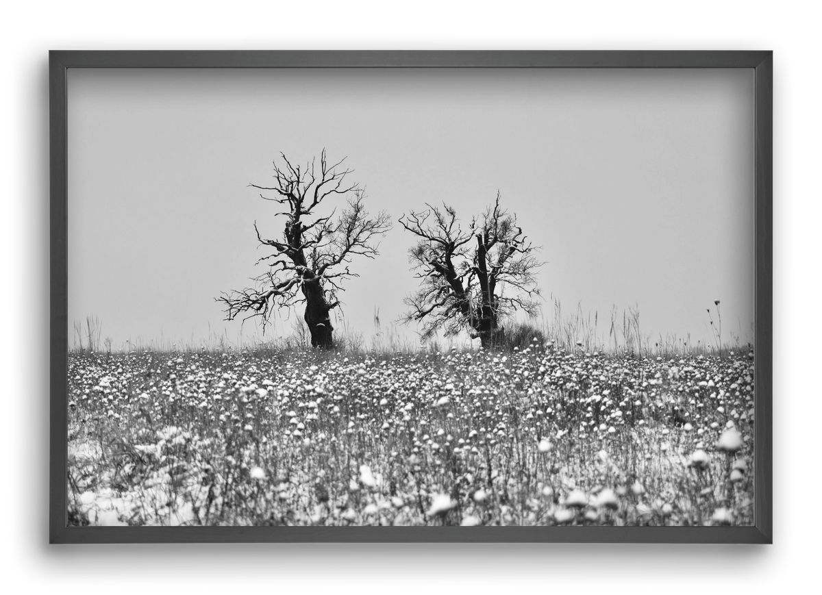 Old oak couple, 60x40 cm (60x40 cm), Fekete keret