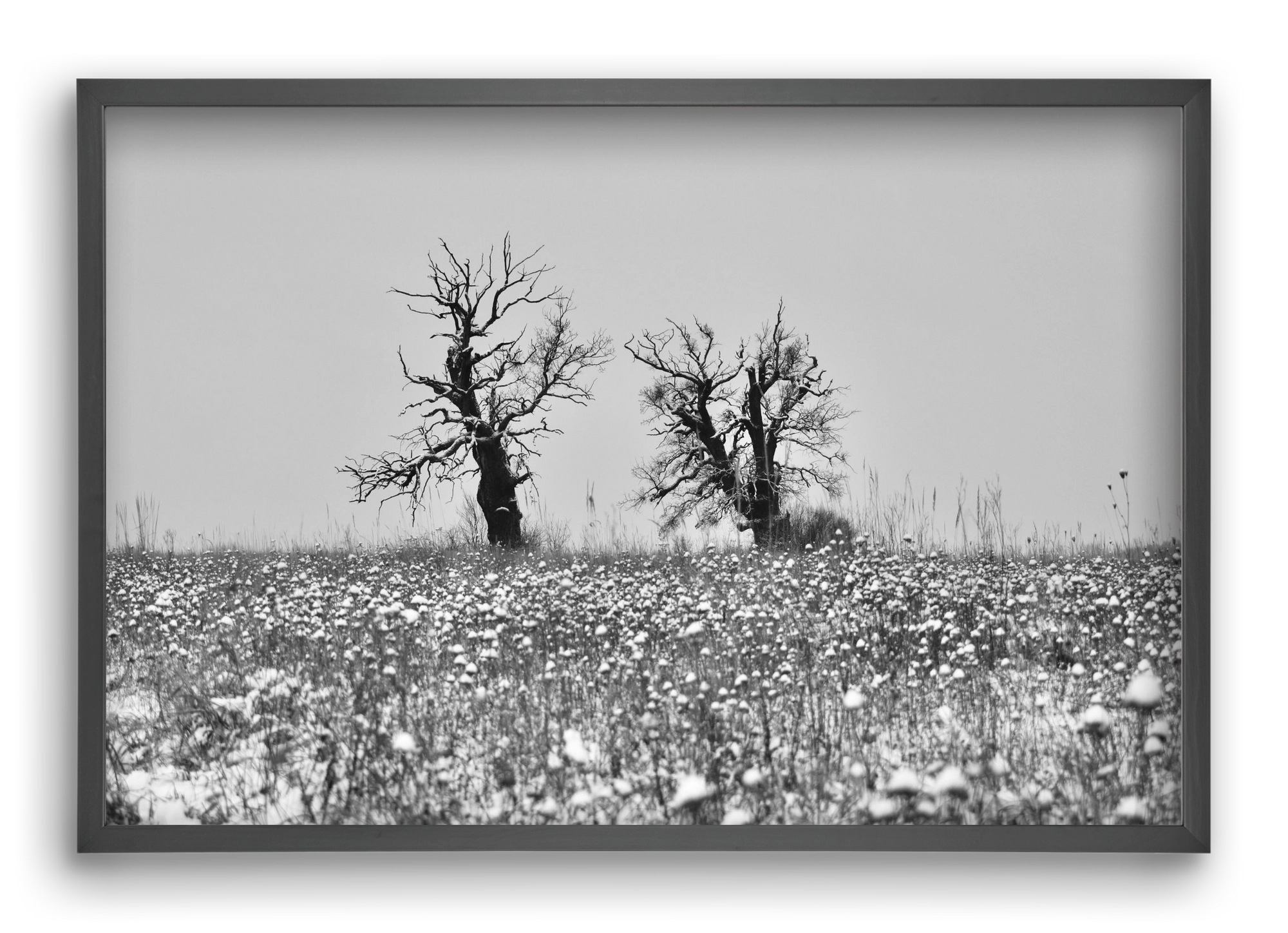 Old oak couple, 60x40 cm (60x40 cm), Fekete keret