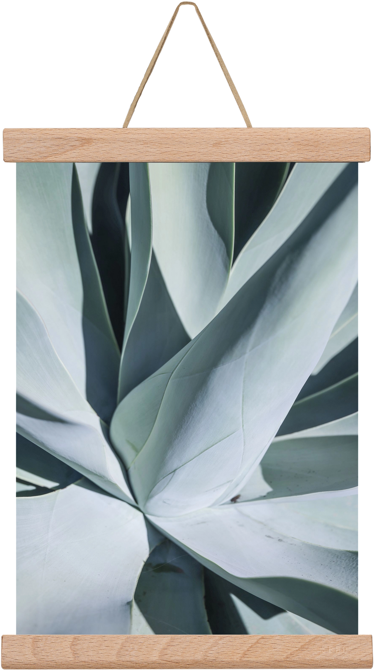 Aqua Cactus, 20x30 cm (20x30 cm), Tölgy akasztó