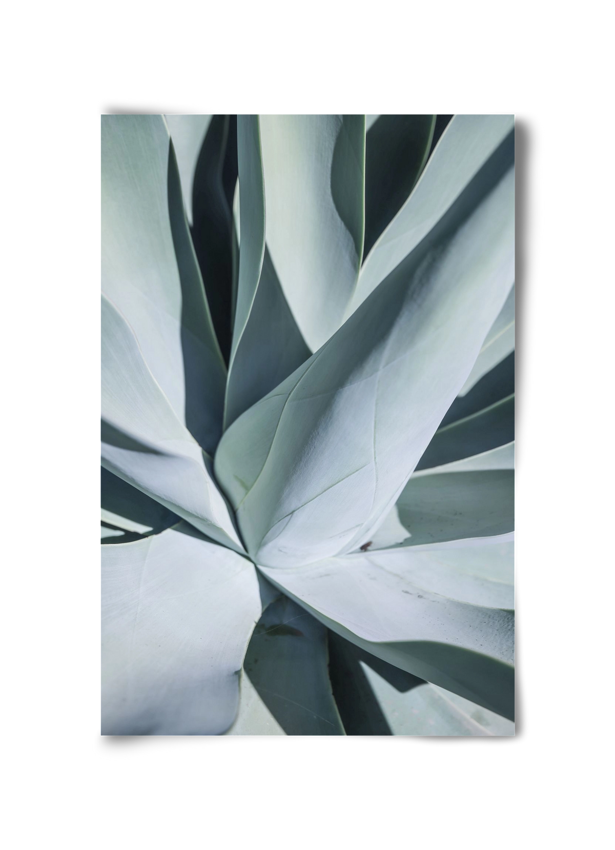 Aqua Cactus, 30x45 cm, Keret nélkül