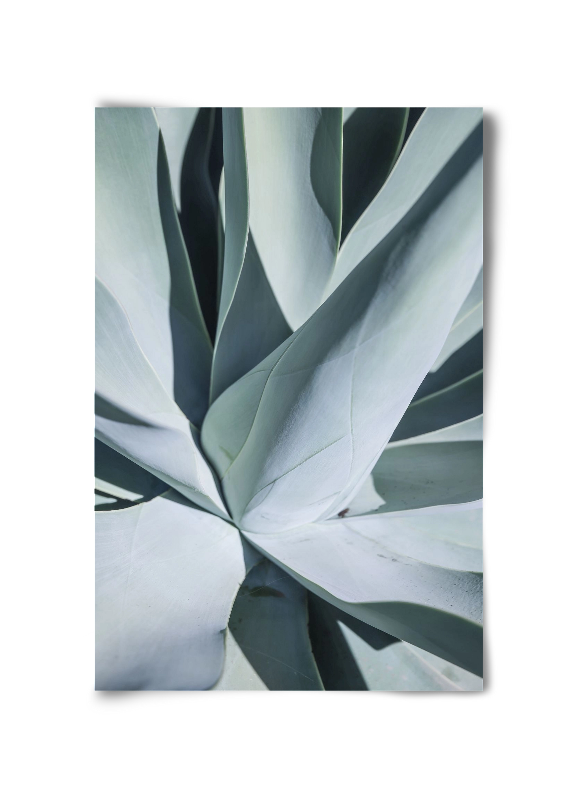 Aqua Cactus, 30x45 cm, Keret nélkül