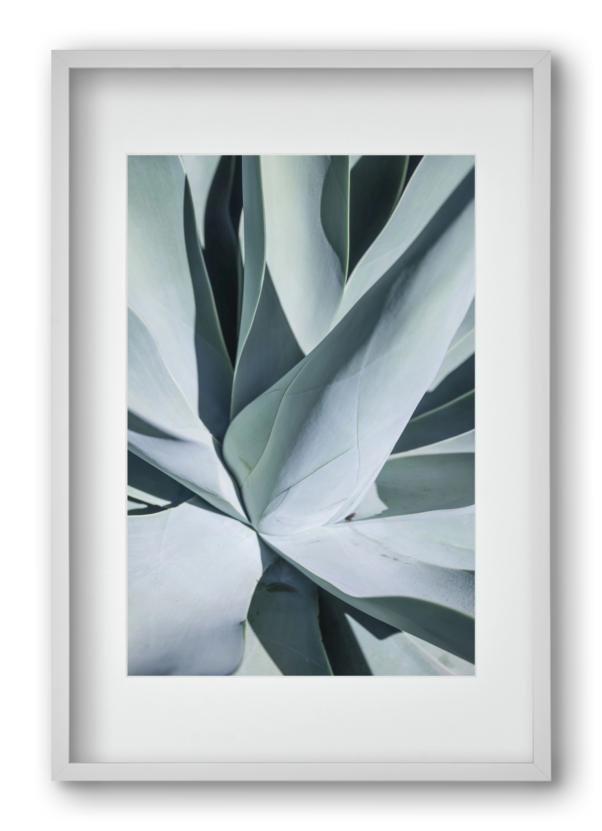 Aqua Cactus, 40x60 cm (30x45 cm), Fehér keret, paszpartuval
