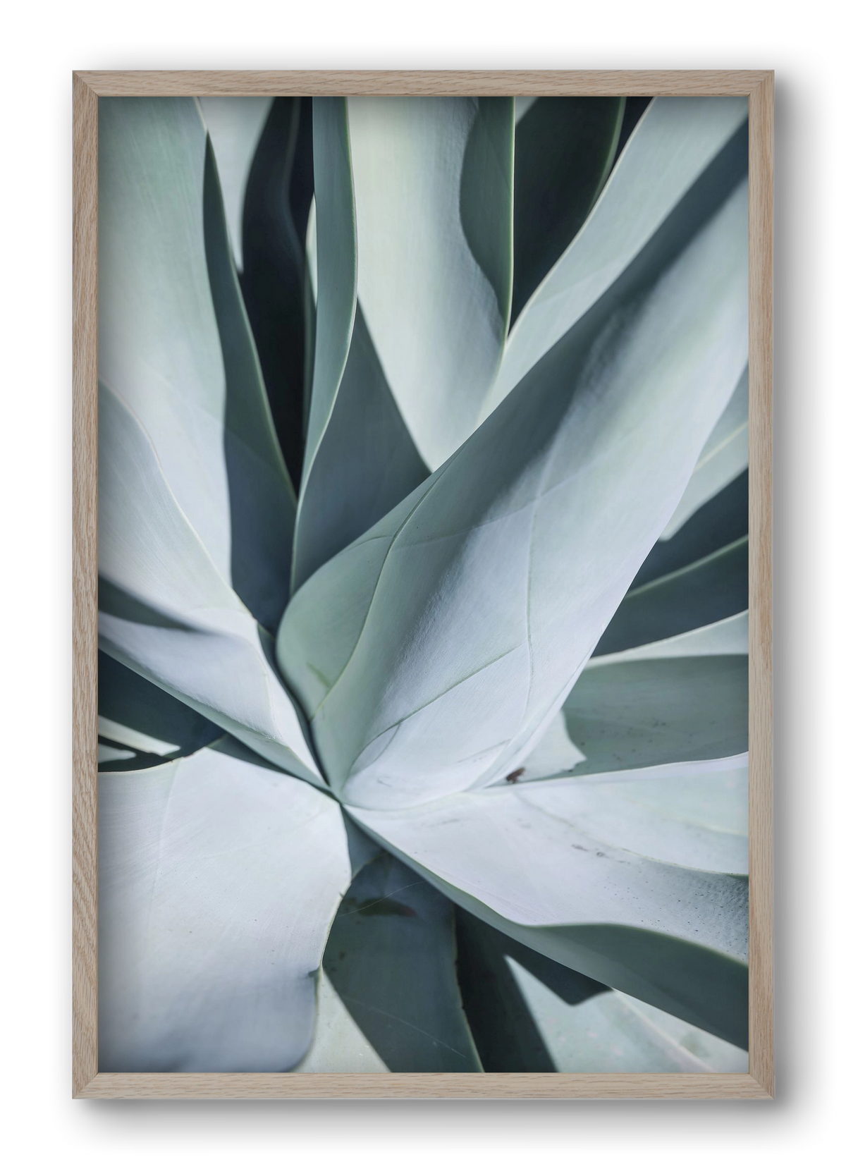 Aqua Cactus, 40x60 cm (40x60 cm), Tölgy keret