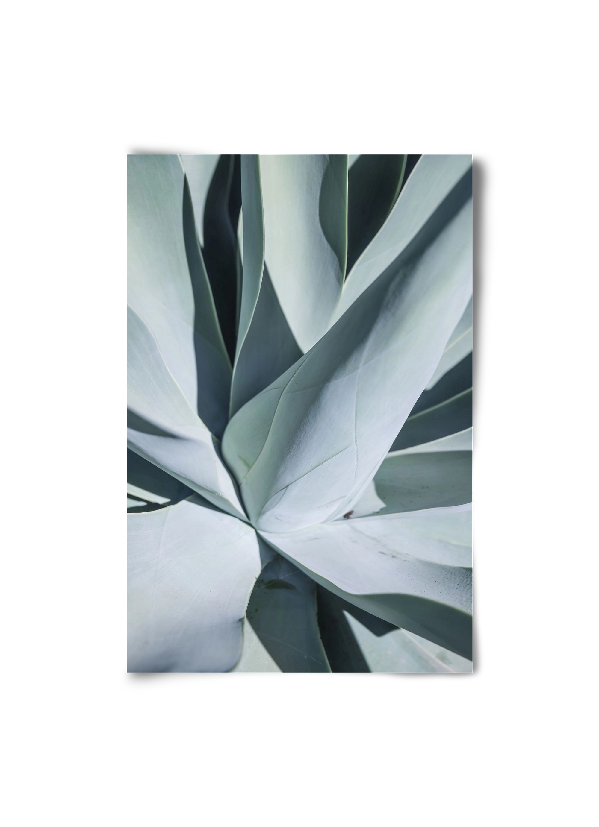 Aqua Cactus, 20x30 cm, Keret nélkül