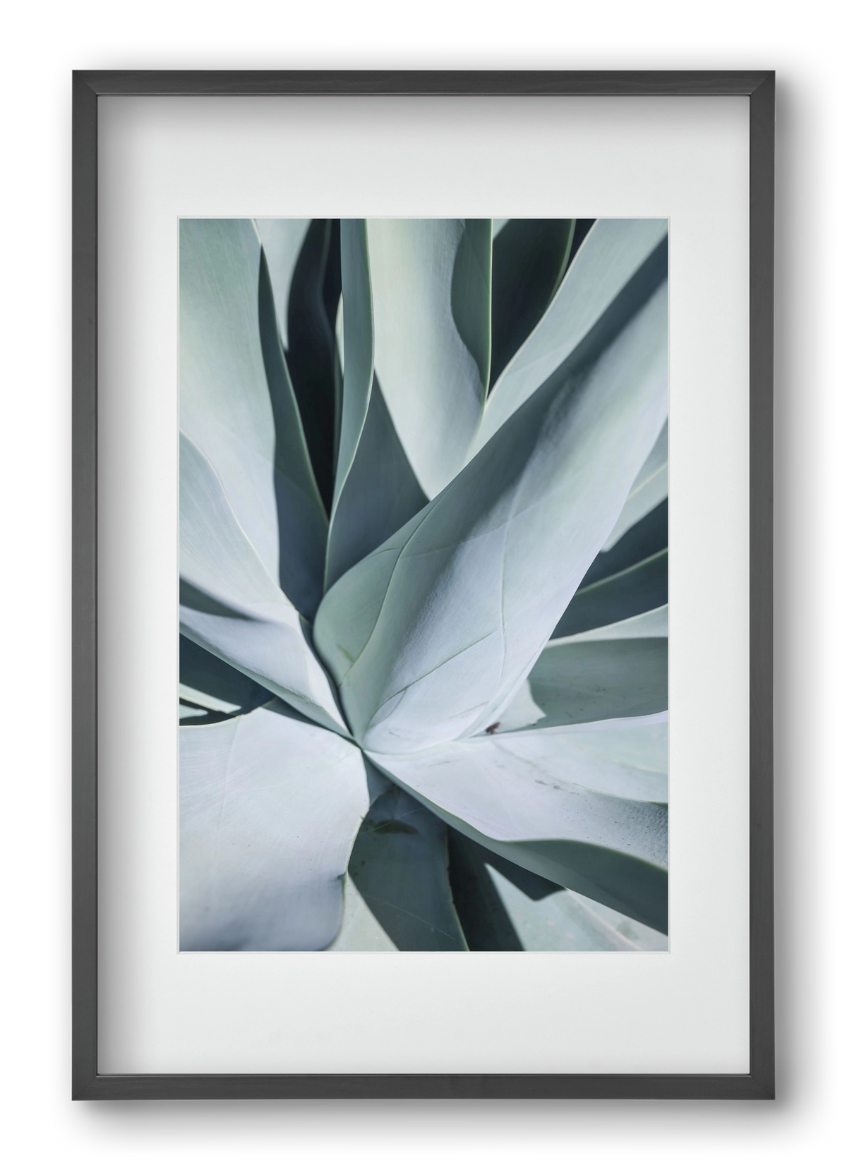 Aqua Cactus, 40x60 cm (30x45 cm), Fekete keret, paszpartuval