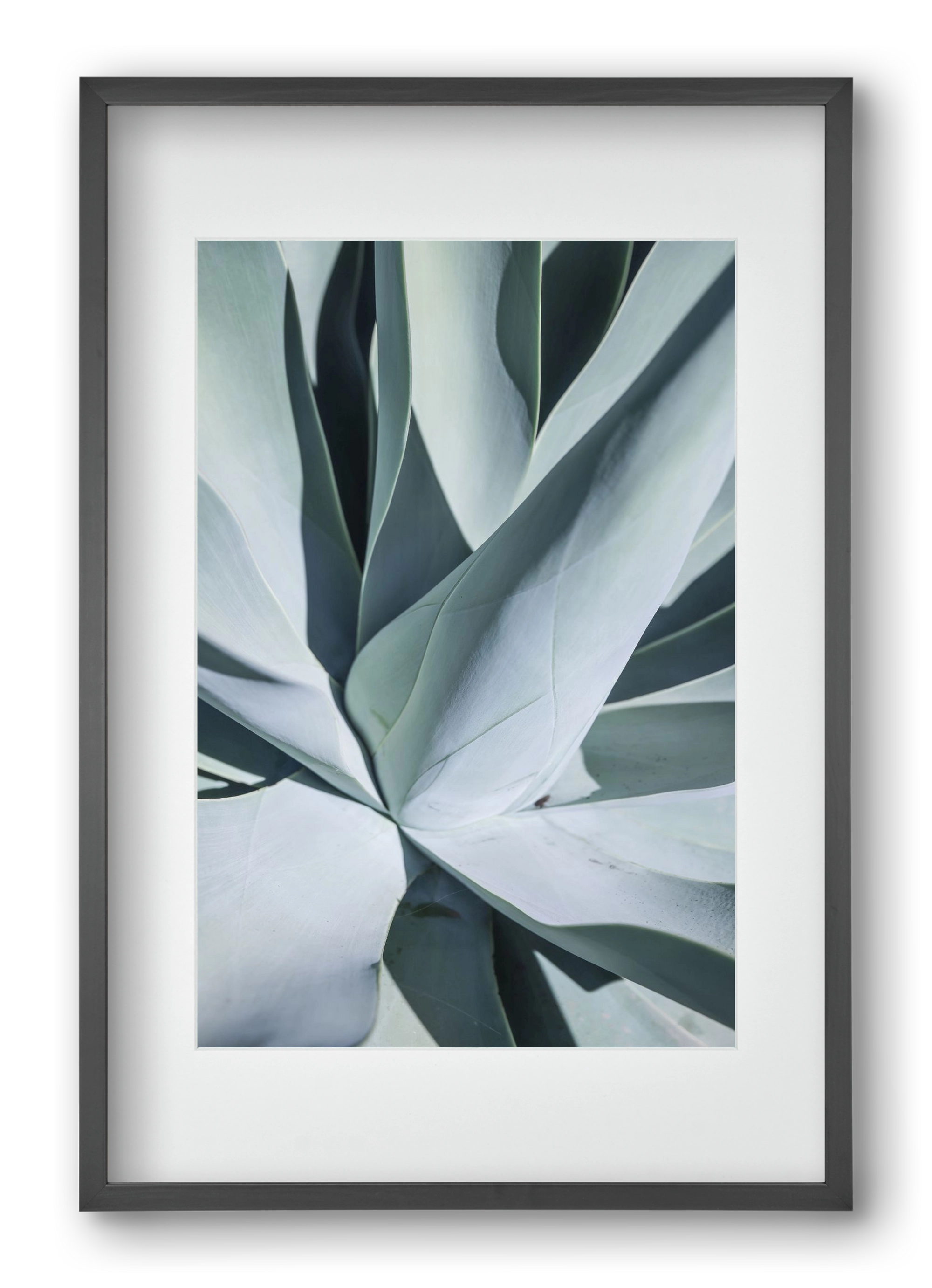 Aqua Cactus, 40x60 cm (30x45 cm), Fekete keret, paszpartuval