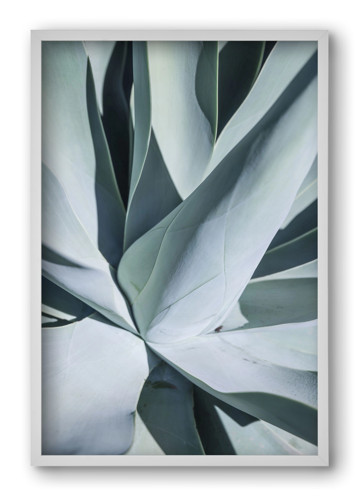 Aqua Cactus, 40x60 cm (40x60 cm), Fehér keret