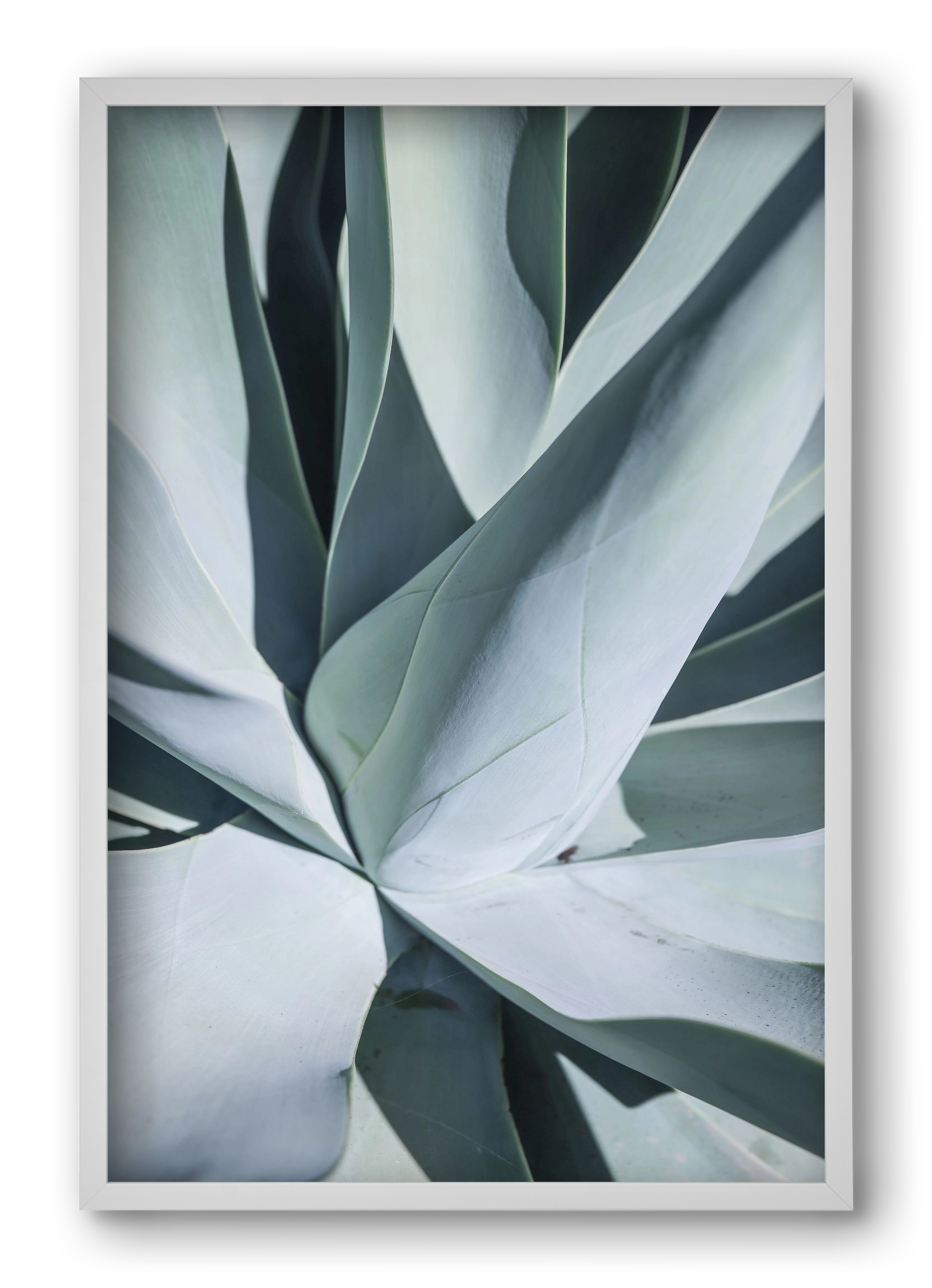 Aqua Cactus, 40x60 cm (40x60 cm), Fehér keret