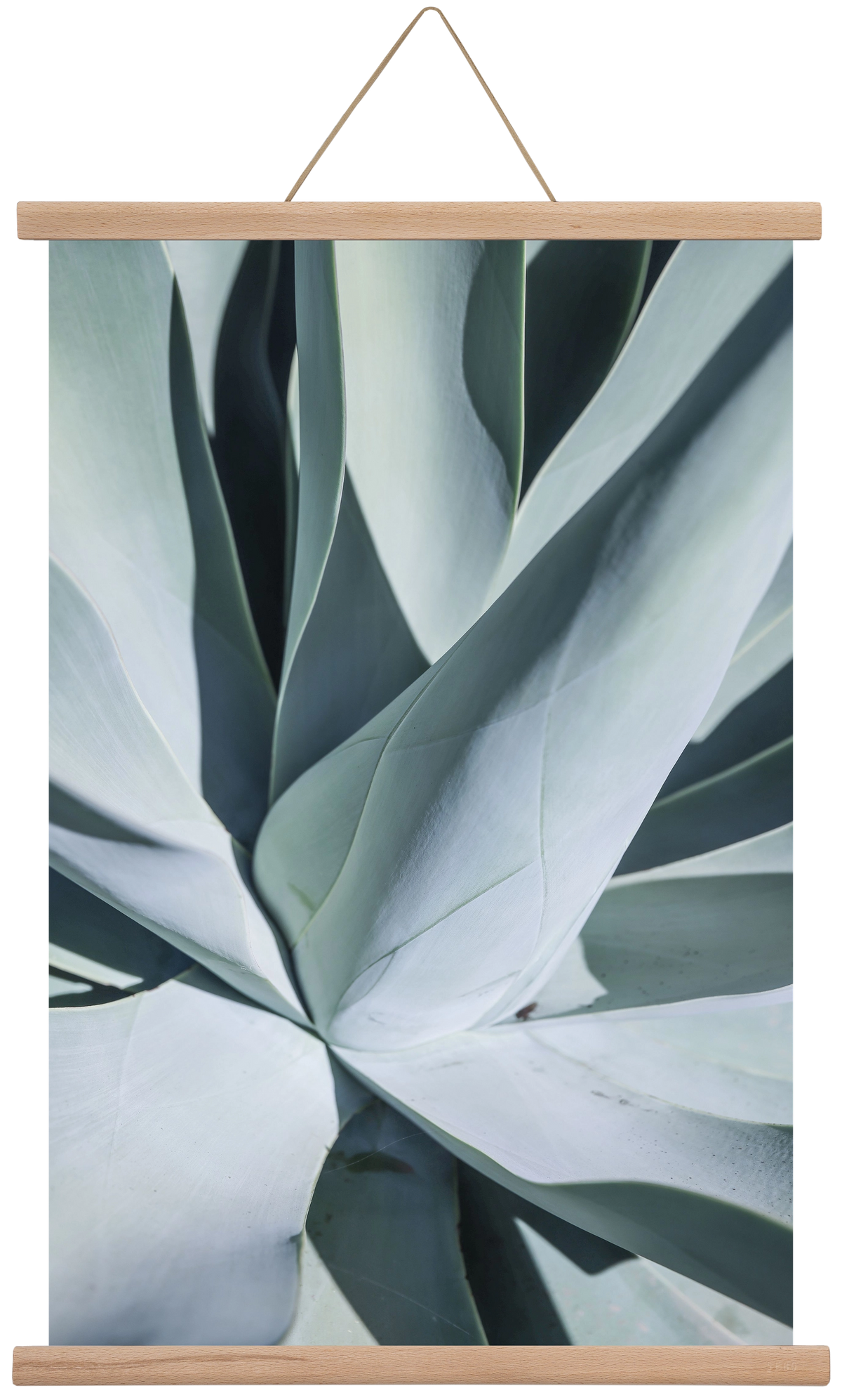 Aqua Cactus, 40x60 cm (40x60 cm), Tölgy akasztó