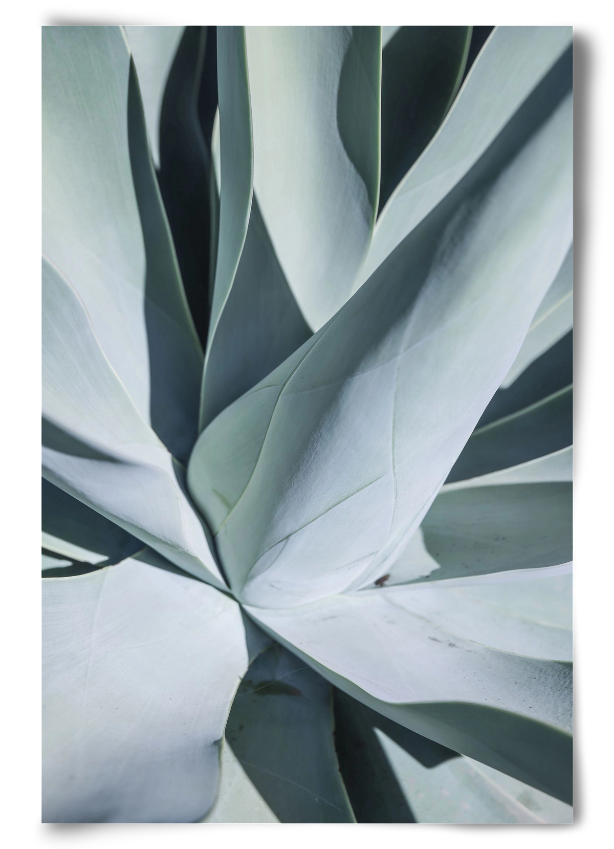 Aqua Cactus, 60x90 cm, Keret nélkül