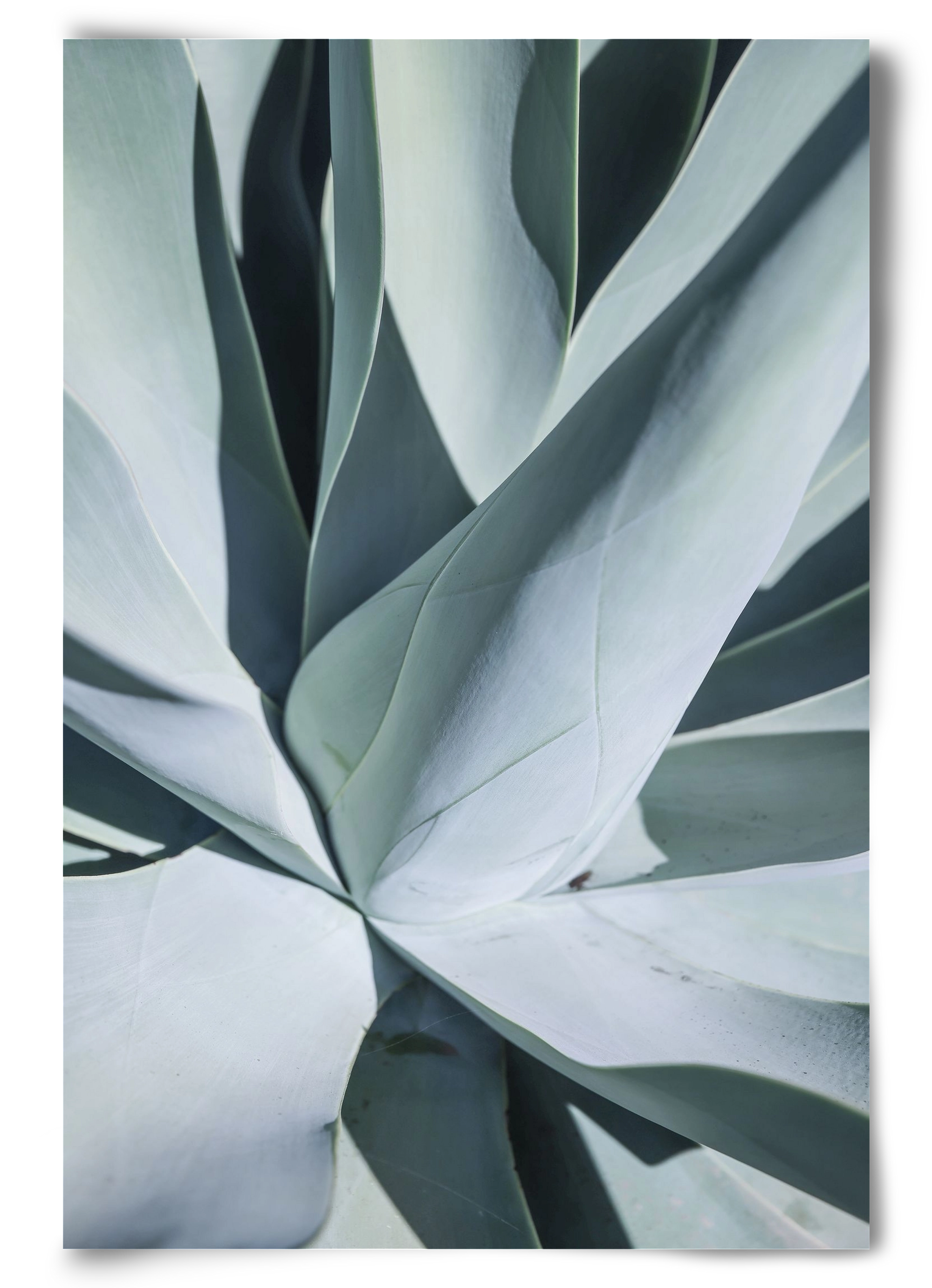 Aqua Cactus, 60x90 cm, Keret nélkül