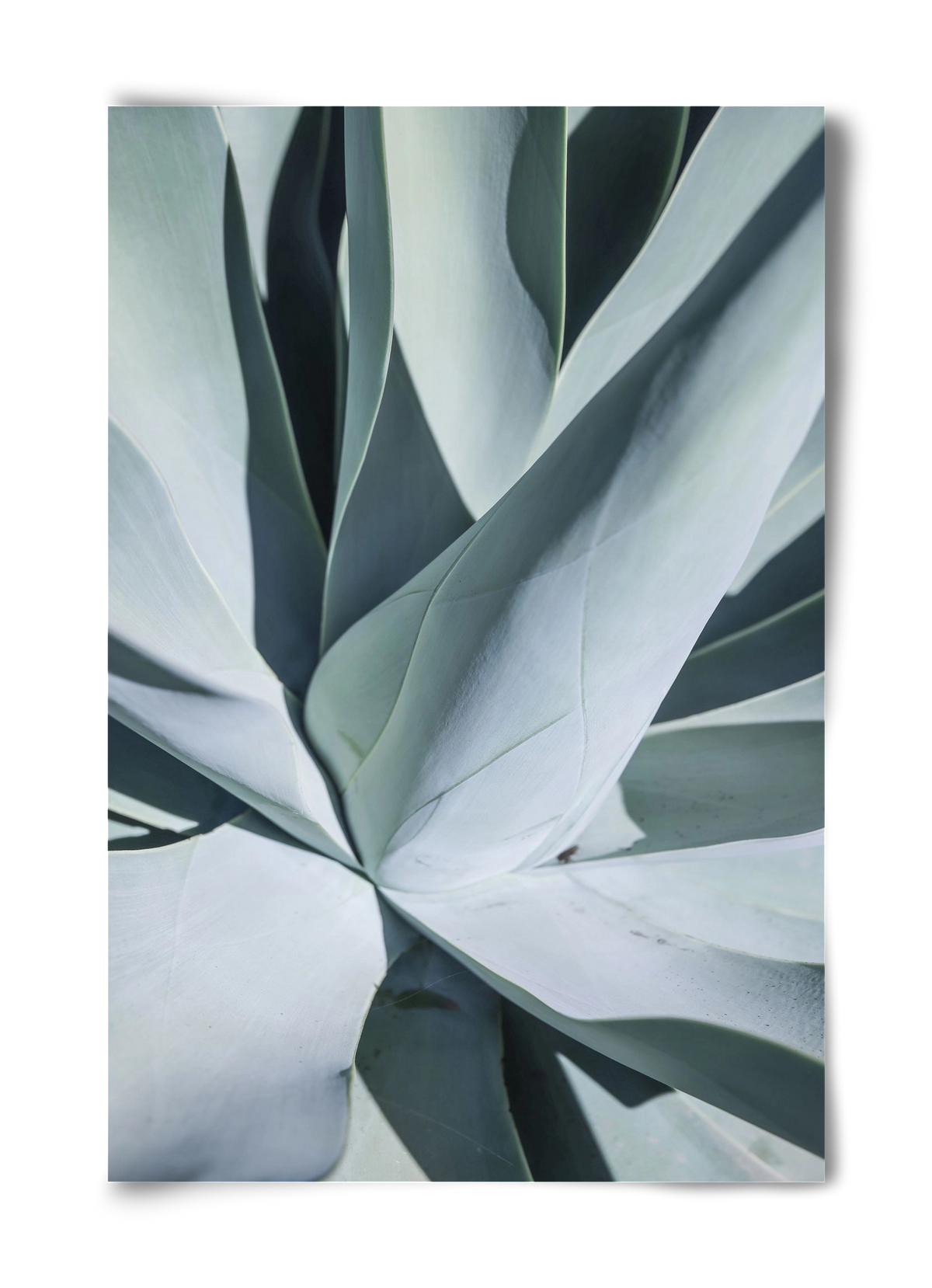 Aqua Cactus, 40x60 cm, Keret nélkül