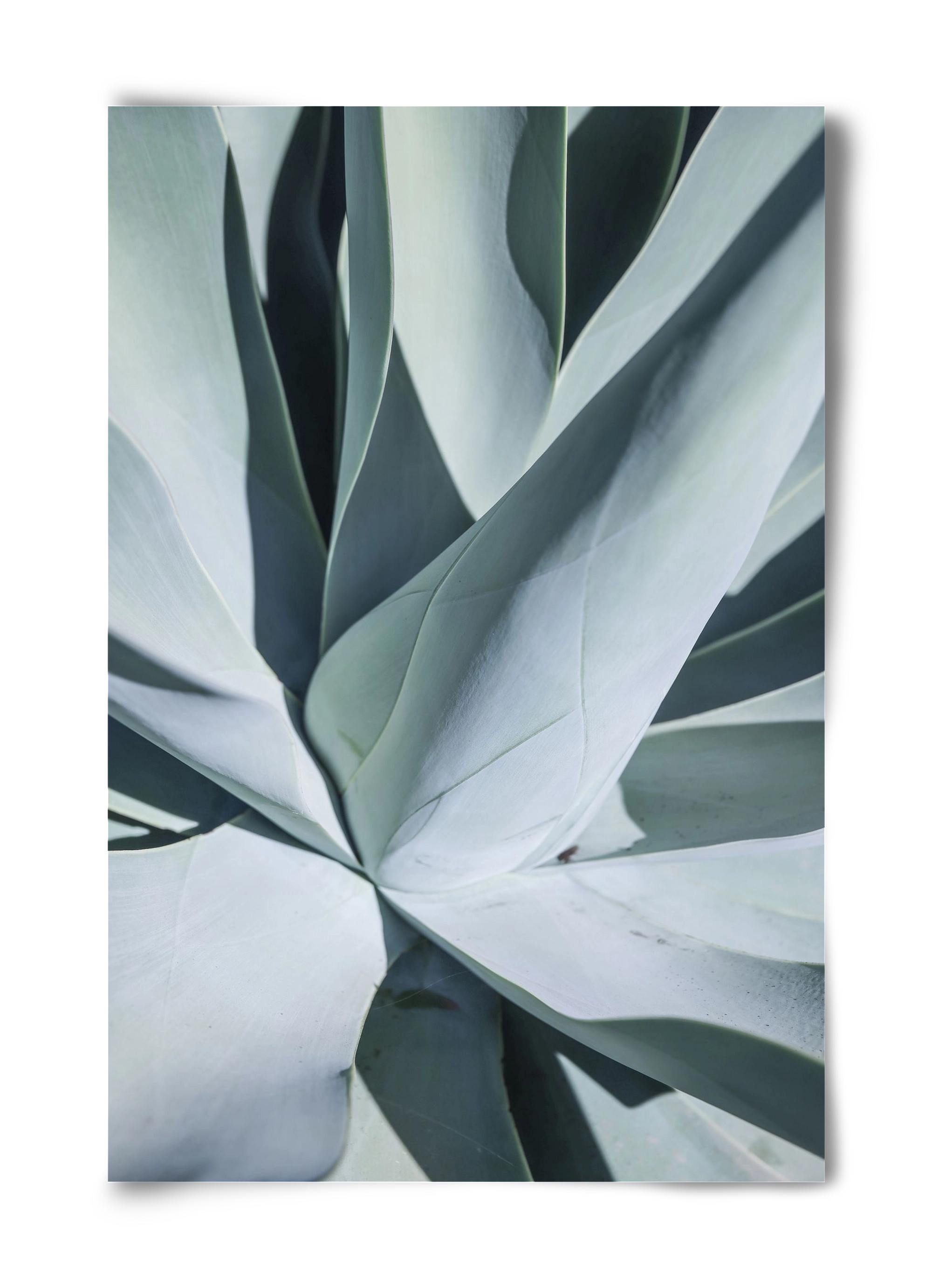 Aqua Cactus, 40x60 cm, Keret nélkül