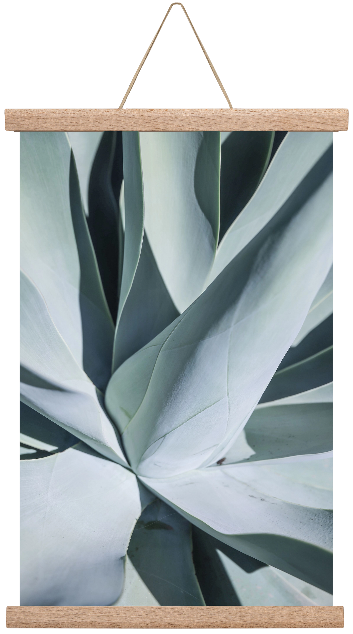 Aqua Cactus, 30x45 cm (30x45 cm), Tölgy akasztó