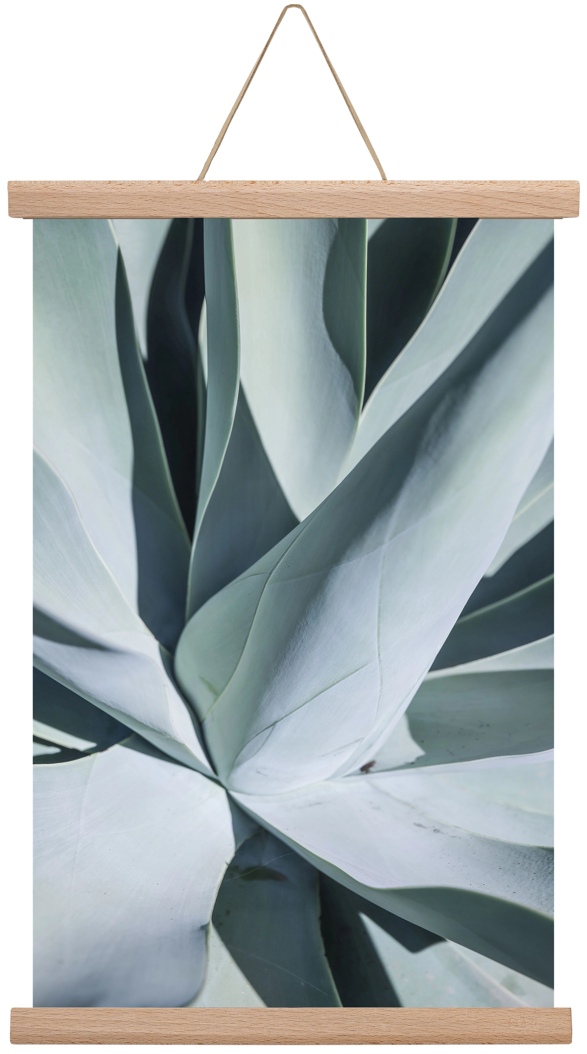 Aqua Cactus, 30x45 cm (30x45 cm), Tölgy akasztó