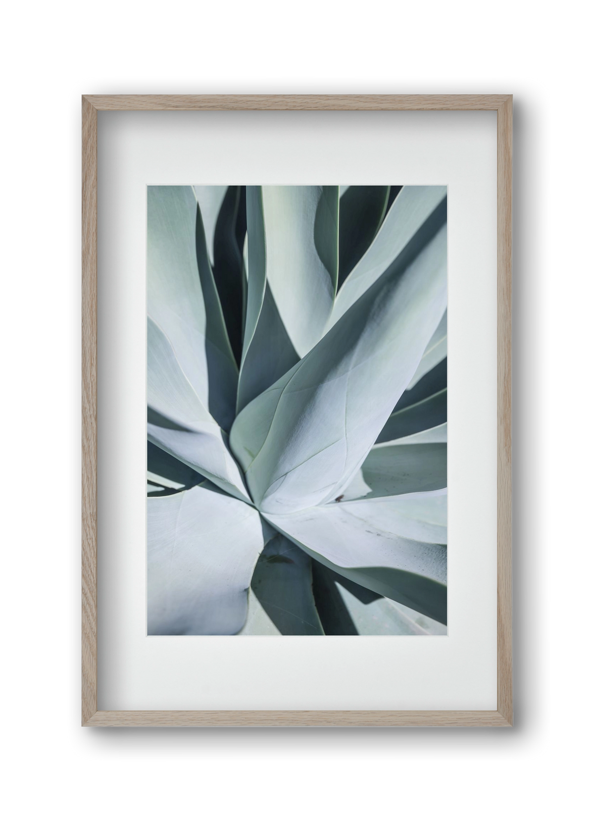 Aqua Cactus, 30x45 cm (20x30 cm), Tölgy keret, paszpartuval