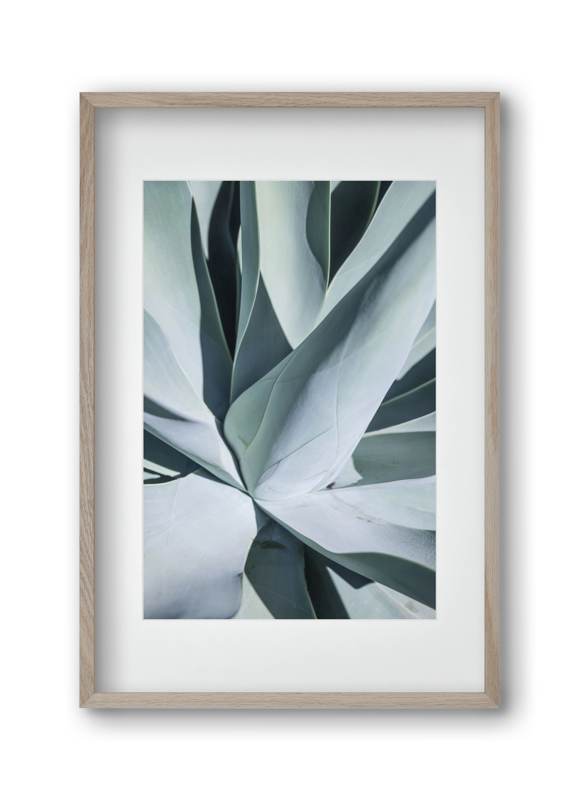 Aqua Cactus, 30x45 cm (20x30 cm), Tölgy keret, paszpartuval