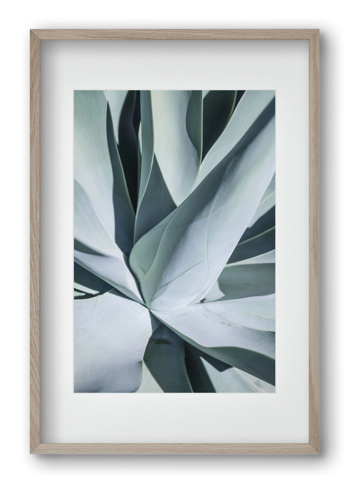 Aqua Cactus, 40x60 cm (30x45 cm), Tölgy keret, paszpartuval