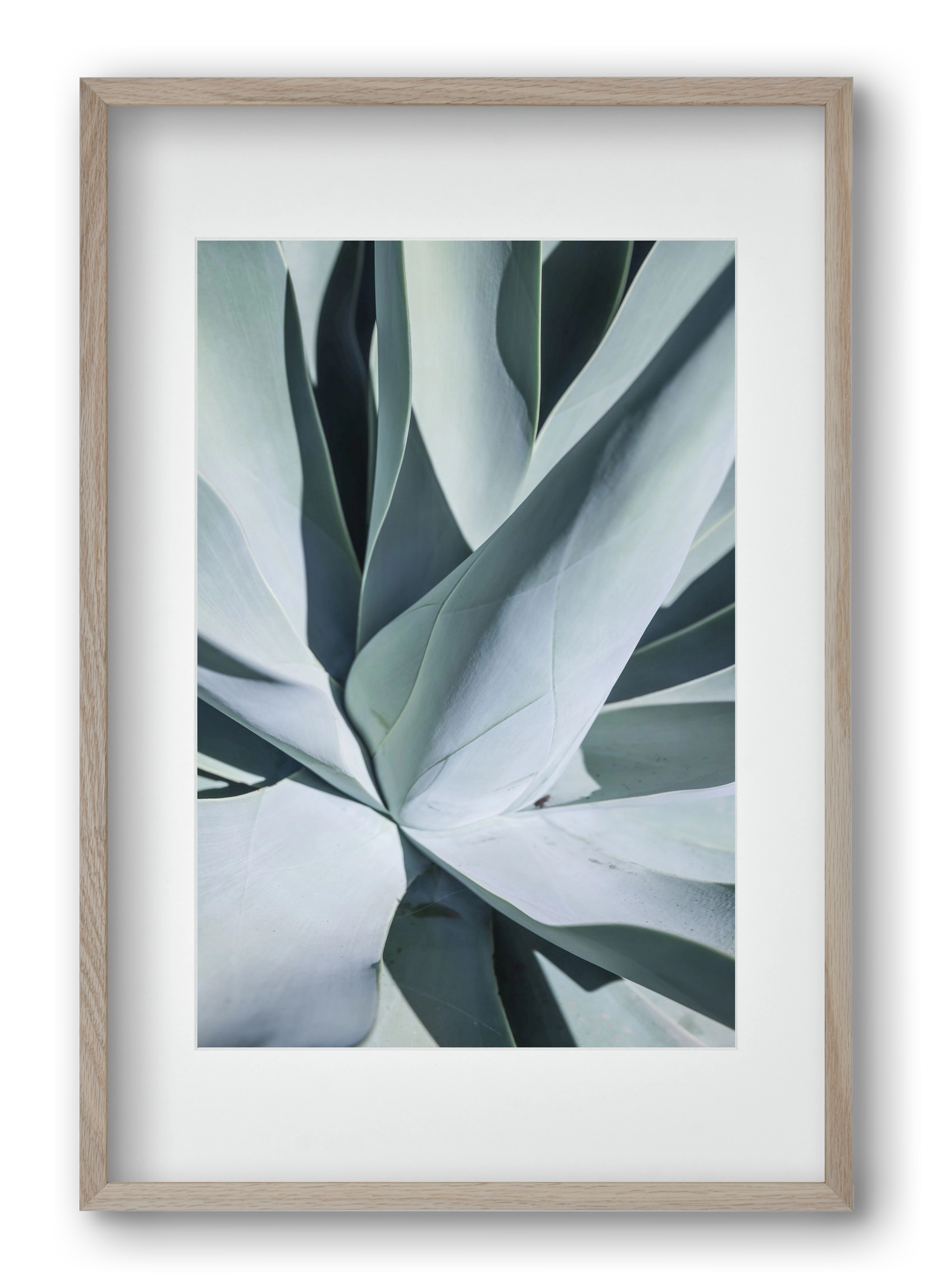 Aqua Cactus, 40x60 cm (30x45 cm), Tölgy keret, paszpartuval