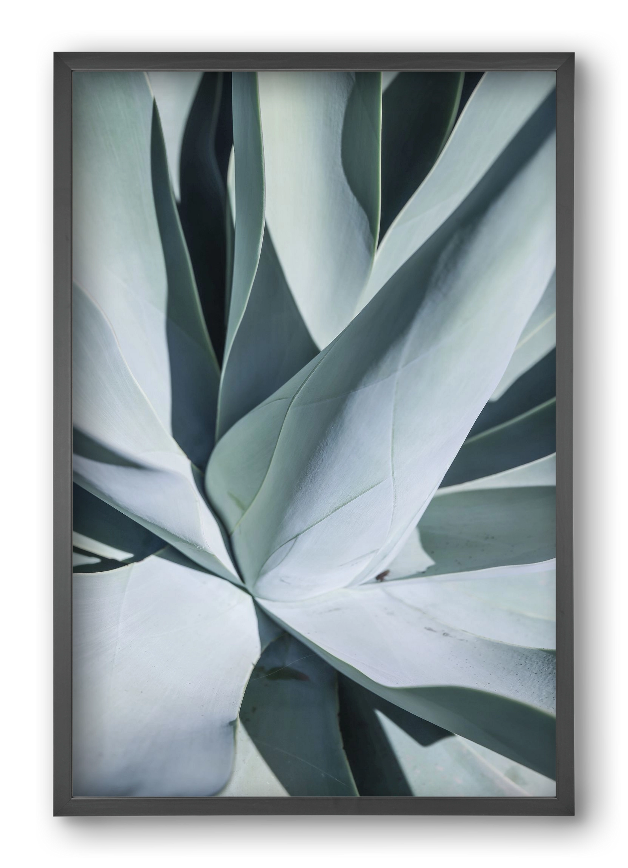 Aqua Cactus, 40x60 cm (40x60 cm), Fekete keret