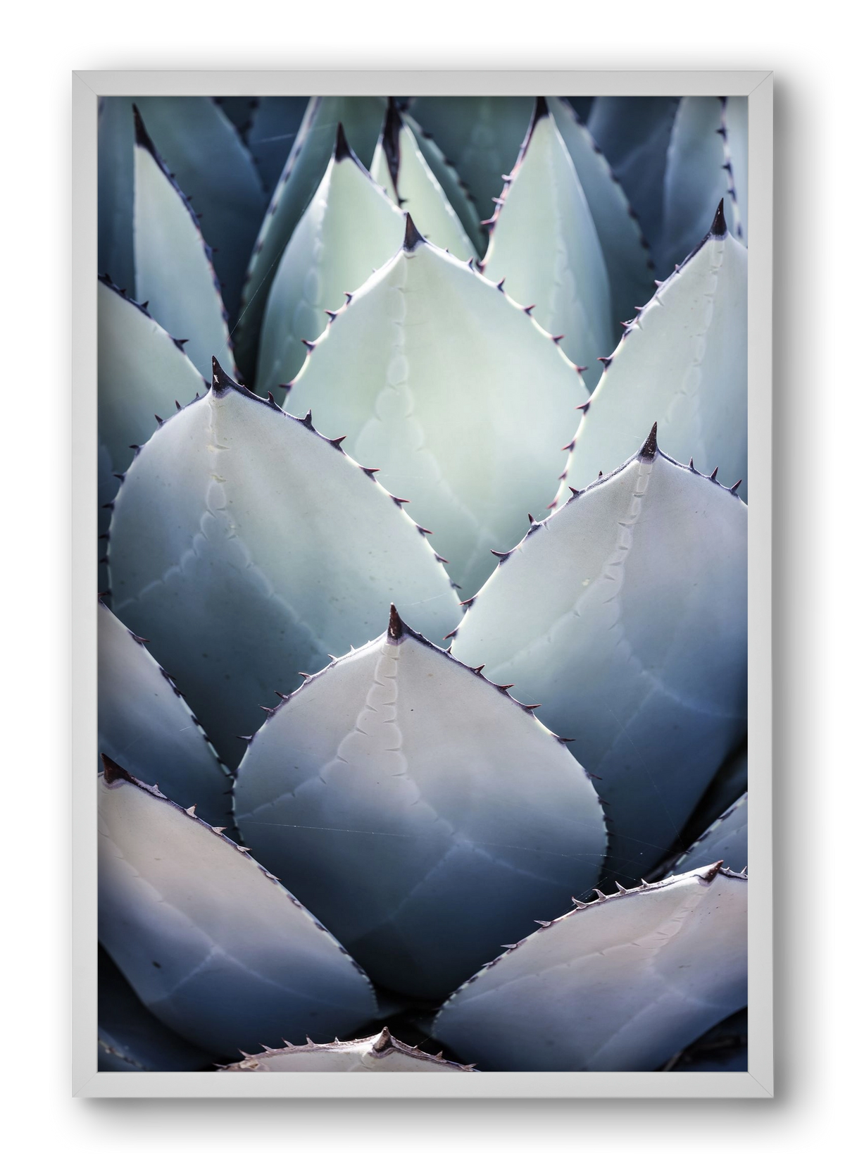Blue Agave, 40x60 cm (40x60 cm), Fehér keret