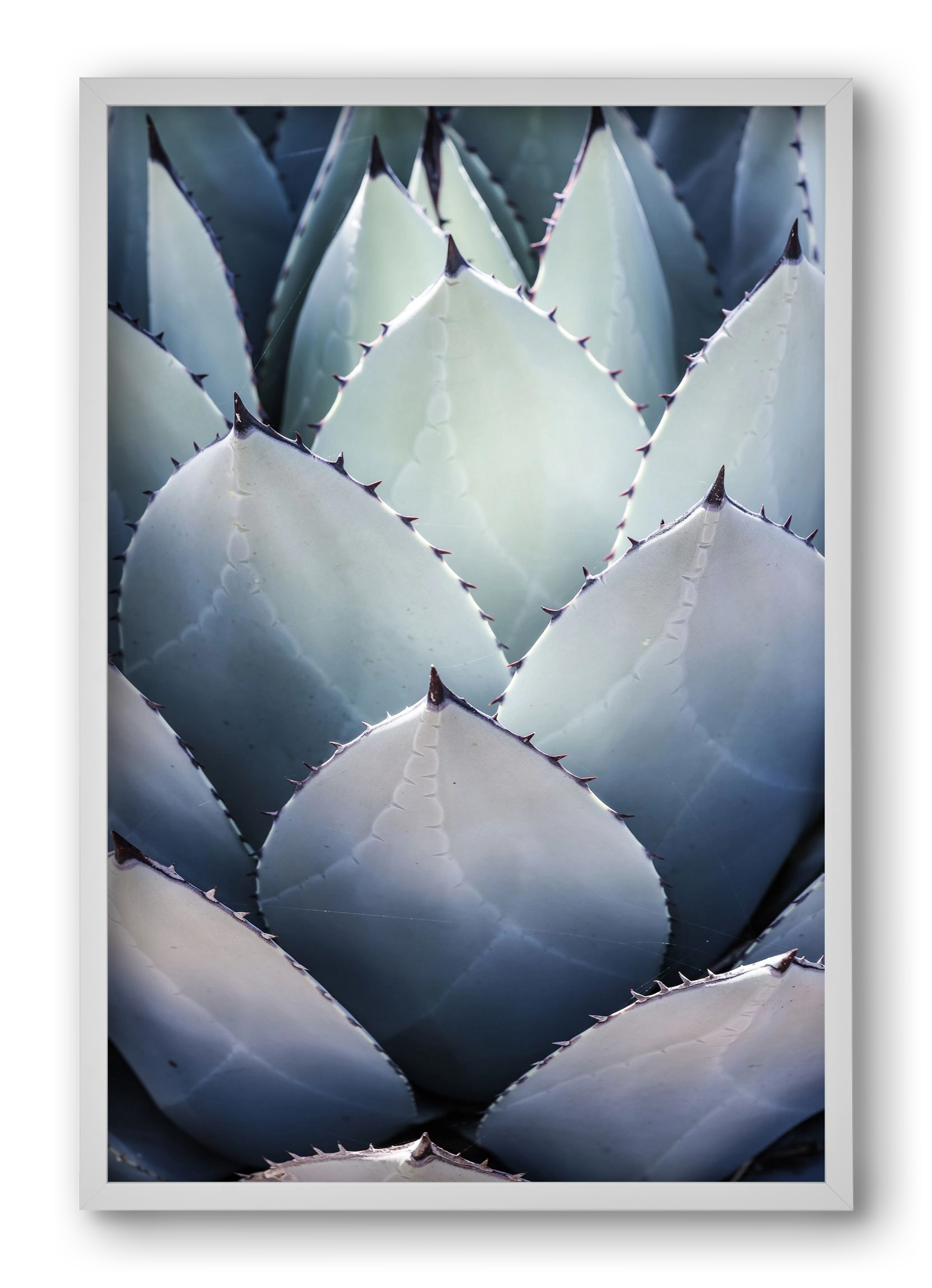 Blue Agave, 40x60 cm (40x60 cm), Fehér keret