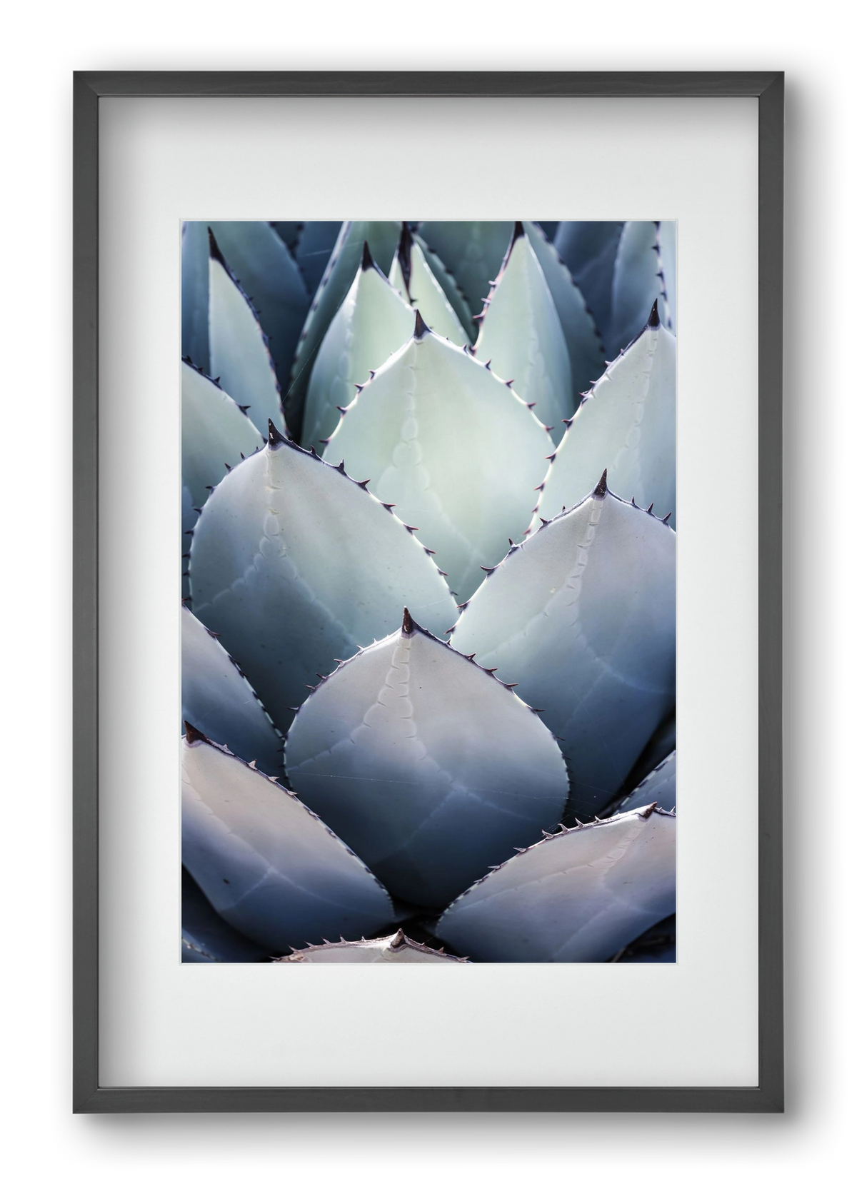 Blue Agave, 40x60 cm (30x45 cm), Fekete keret, paszpartuval