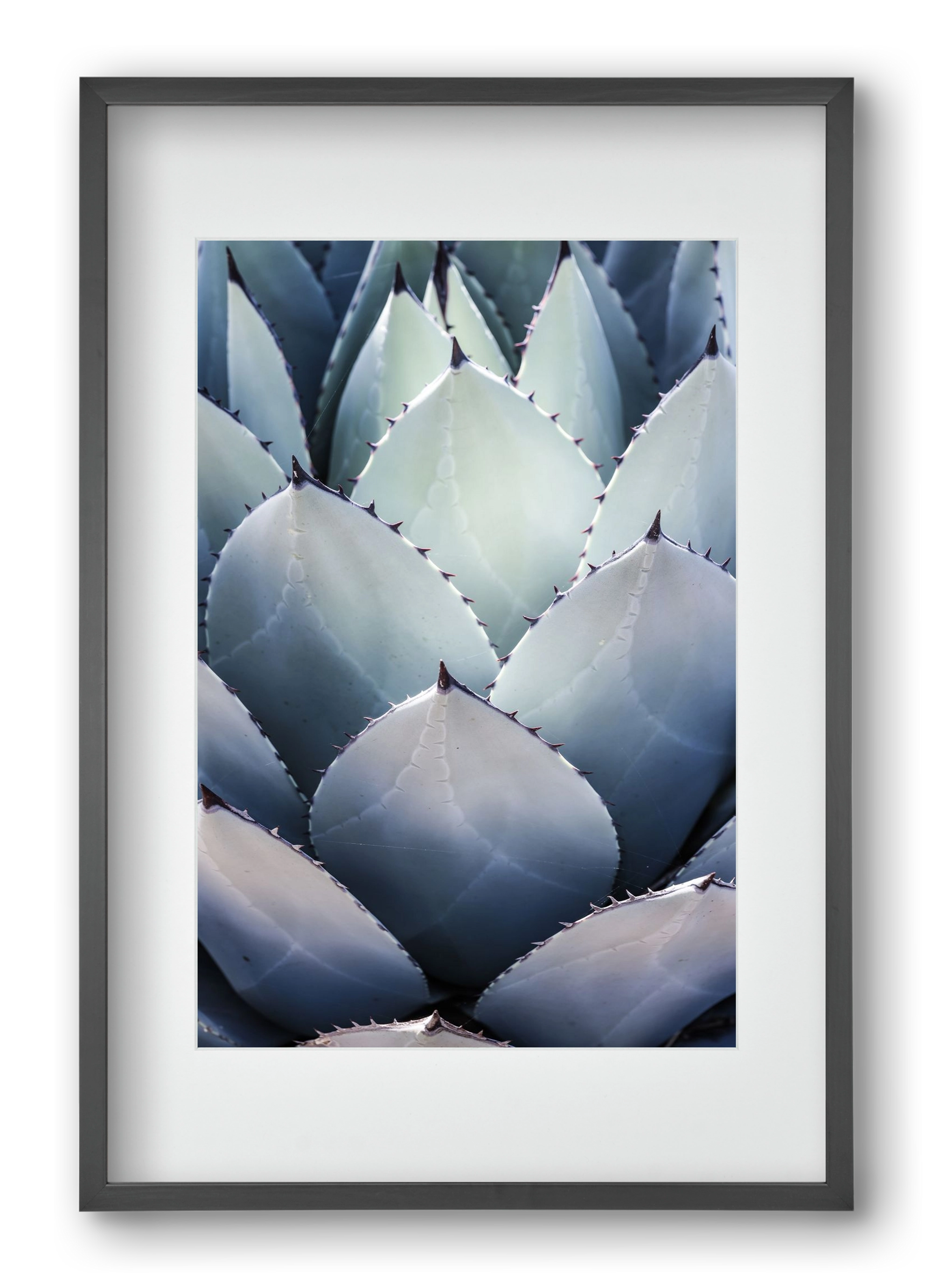 Blue Agave, 40x60 cm (30x45 cm), Fekete keret, paszpartuval