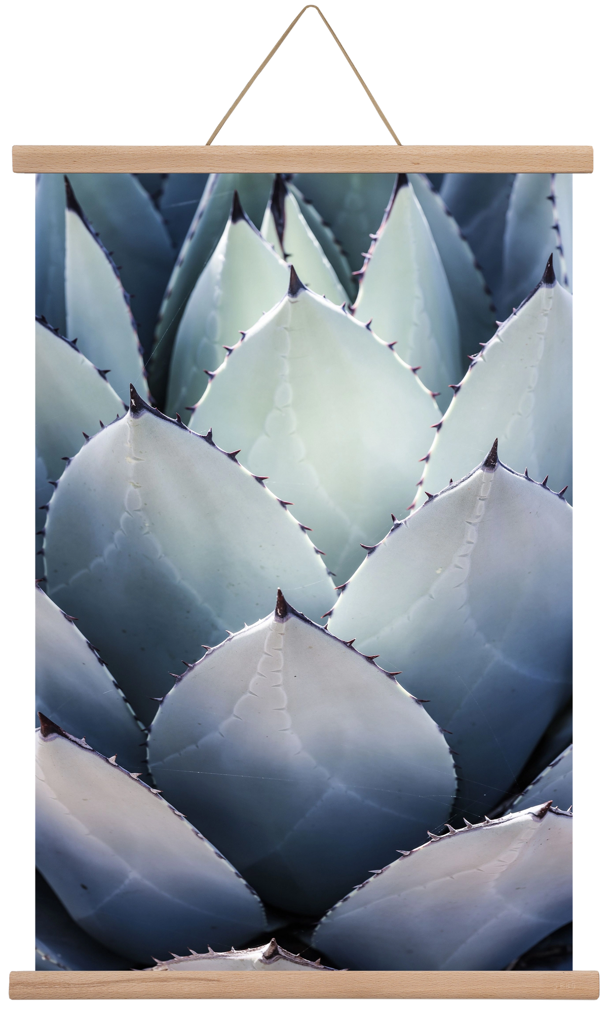 Blue Agave, 40x60 cm (40x60 cm), Tölgy akasztó