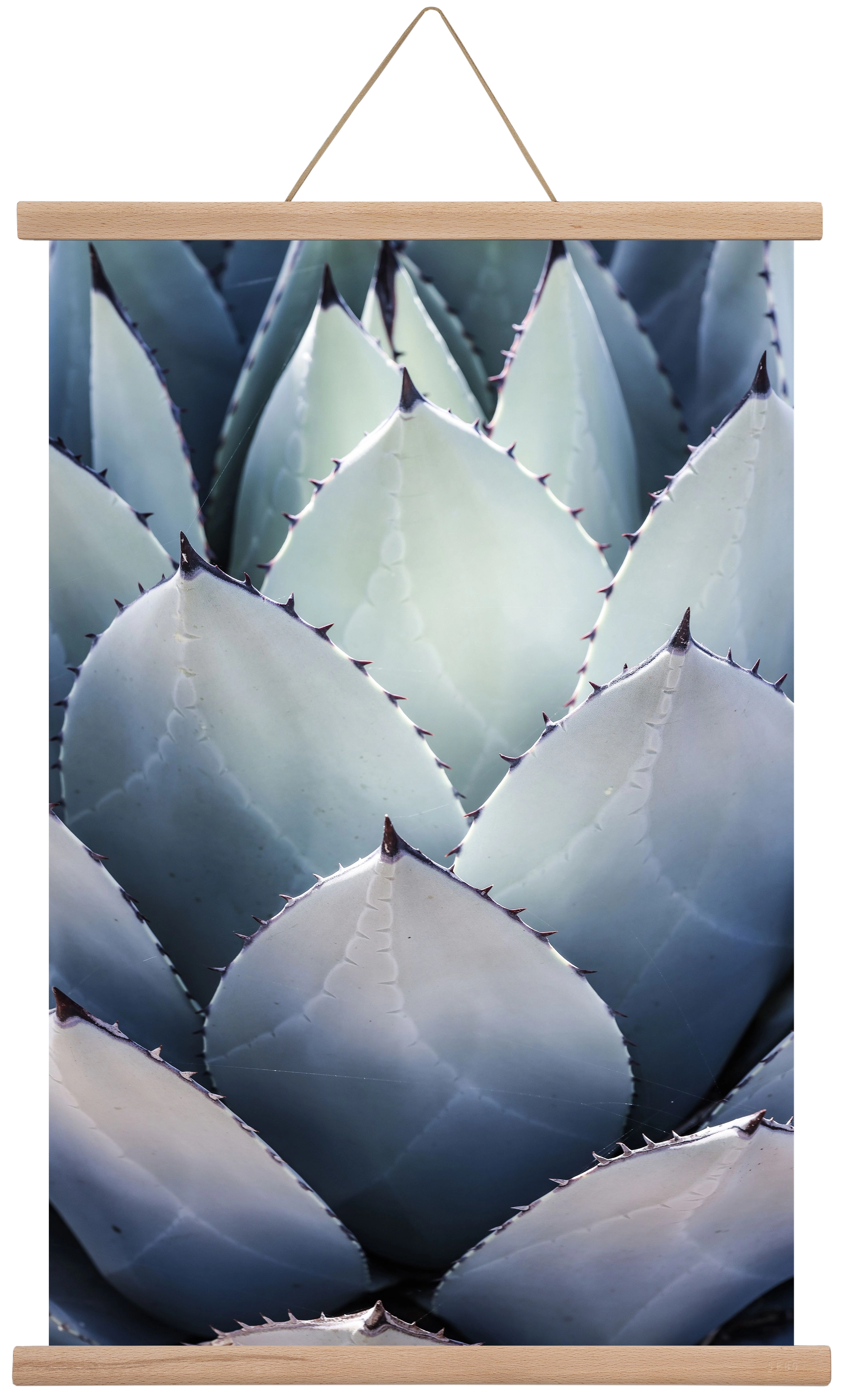 Blue Agave, 40x60 cm (40x60 cm), Tölgy akasztó