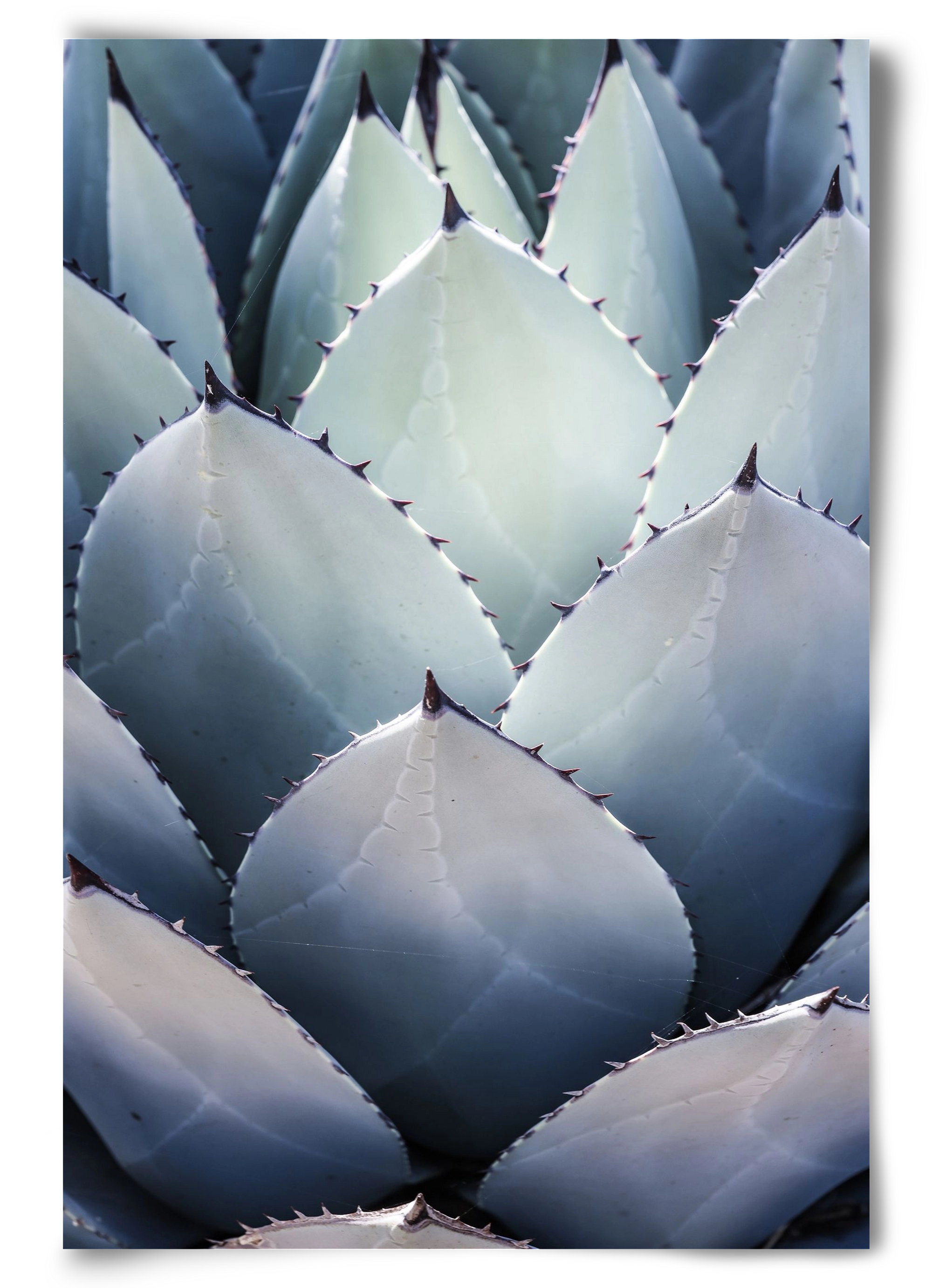 Blue Agave, 60x90 cm, Keret nélkül
